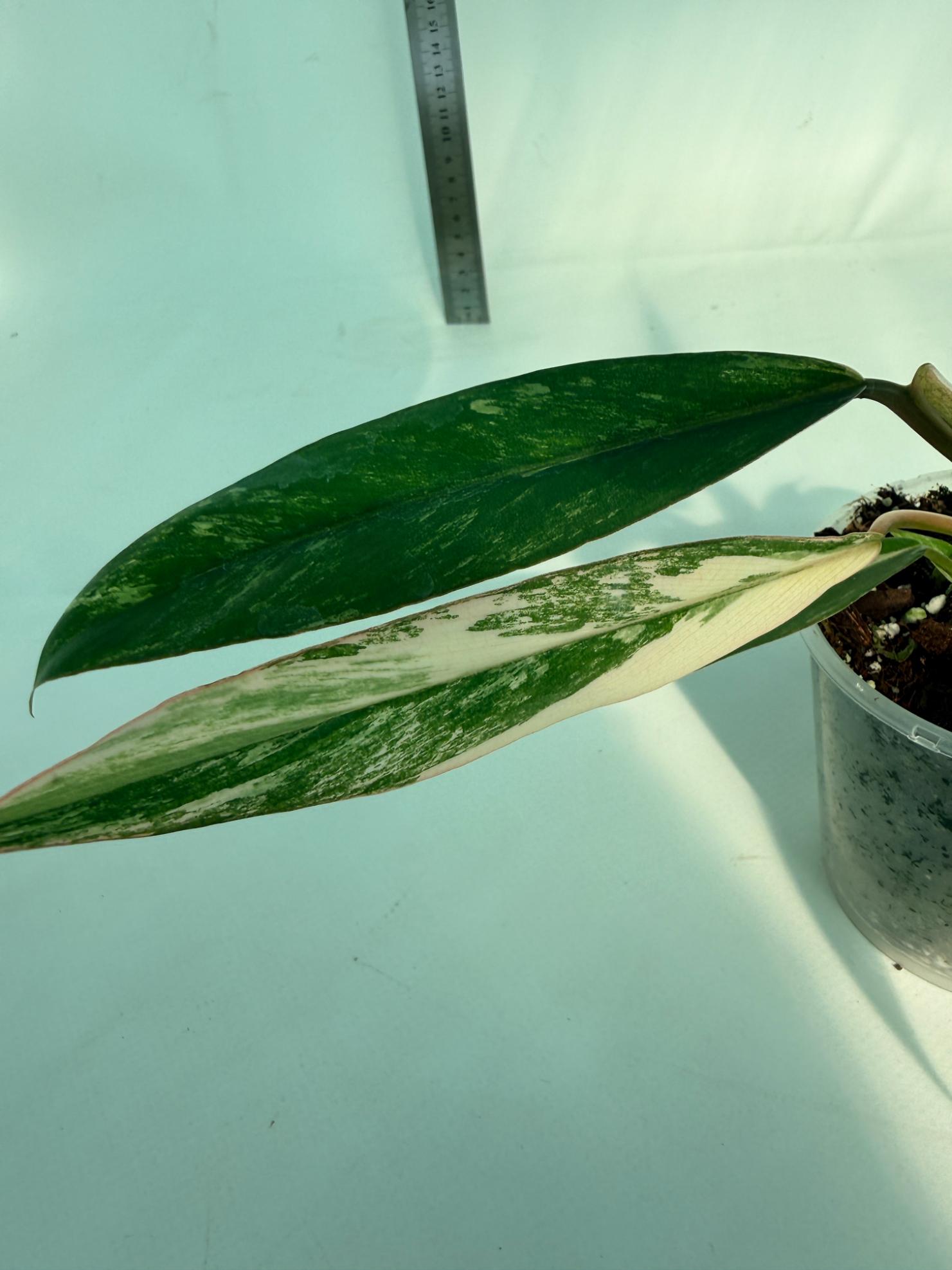 Philodendron Caramel Marble 6