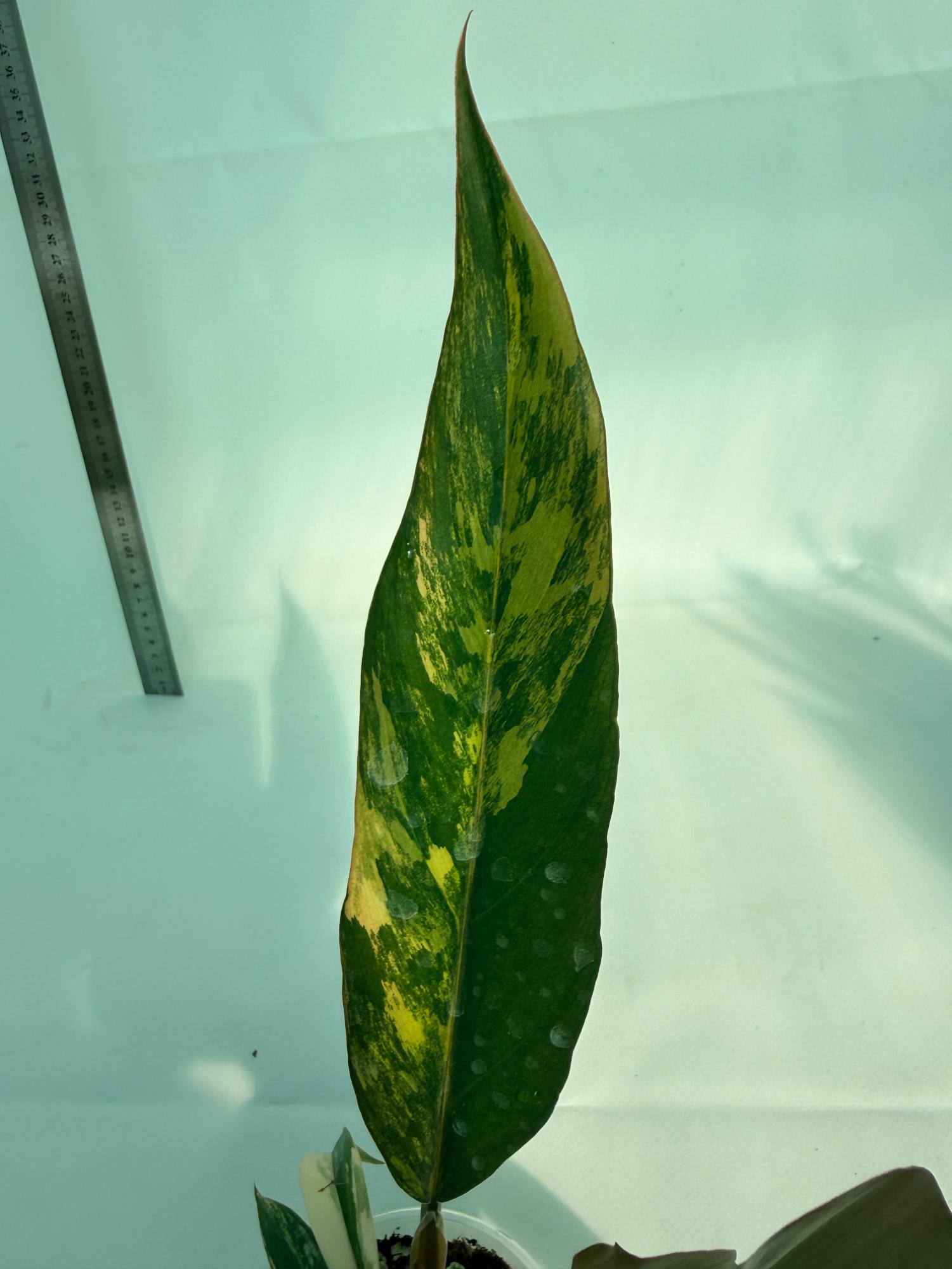 Philodendron Caramel Marble 8