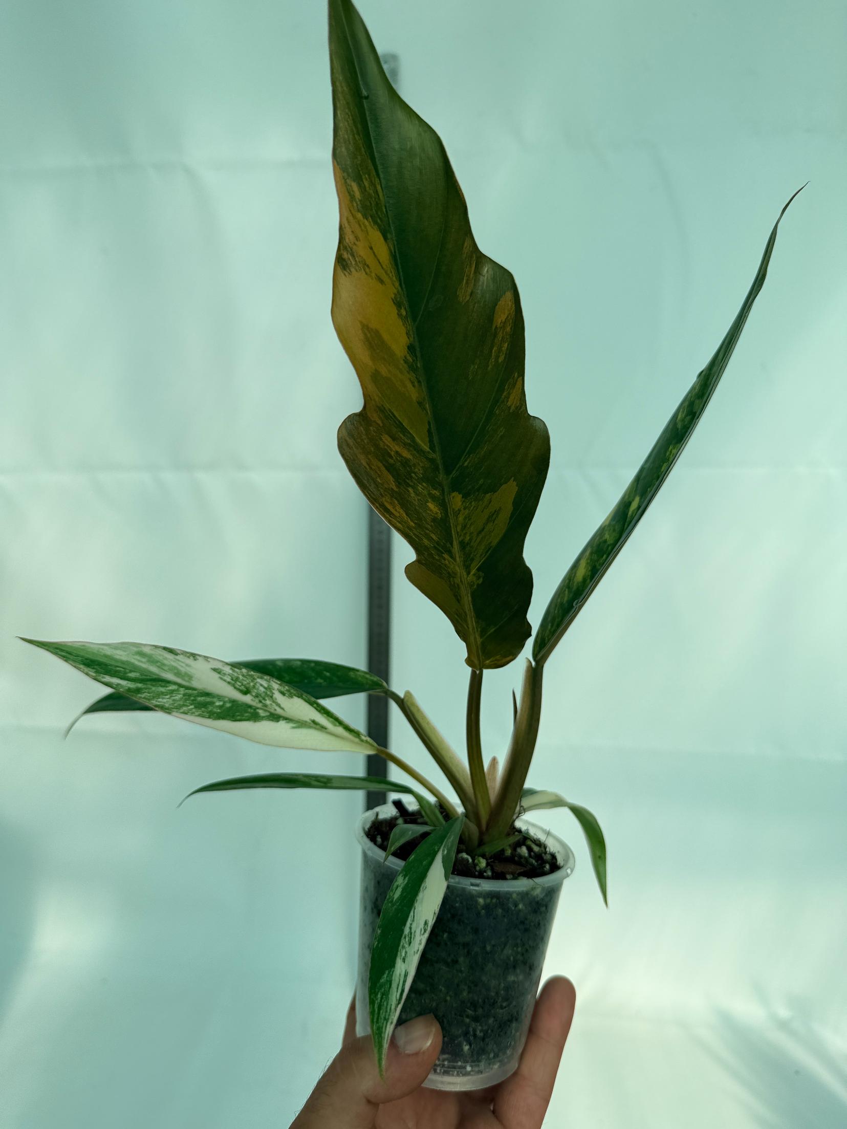 Philodendron Caramel Marble 9