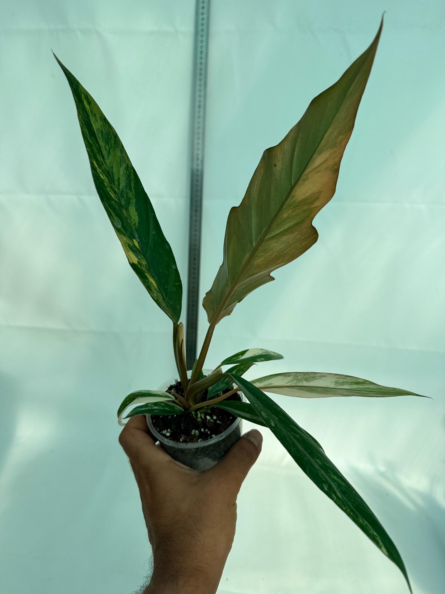 Philodendron Caramel Marble 10