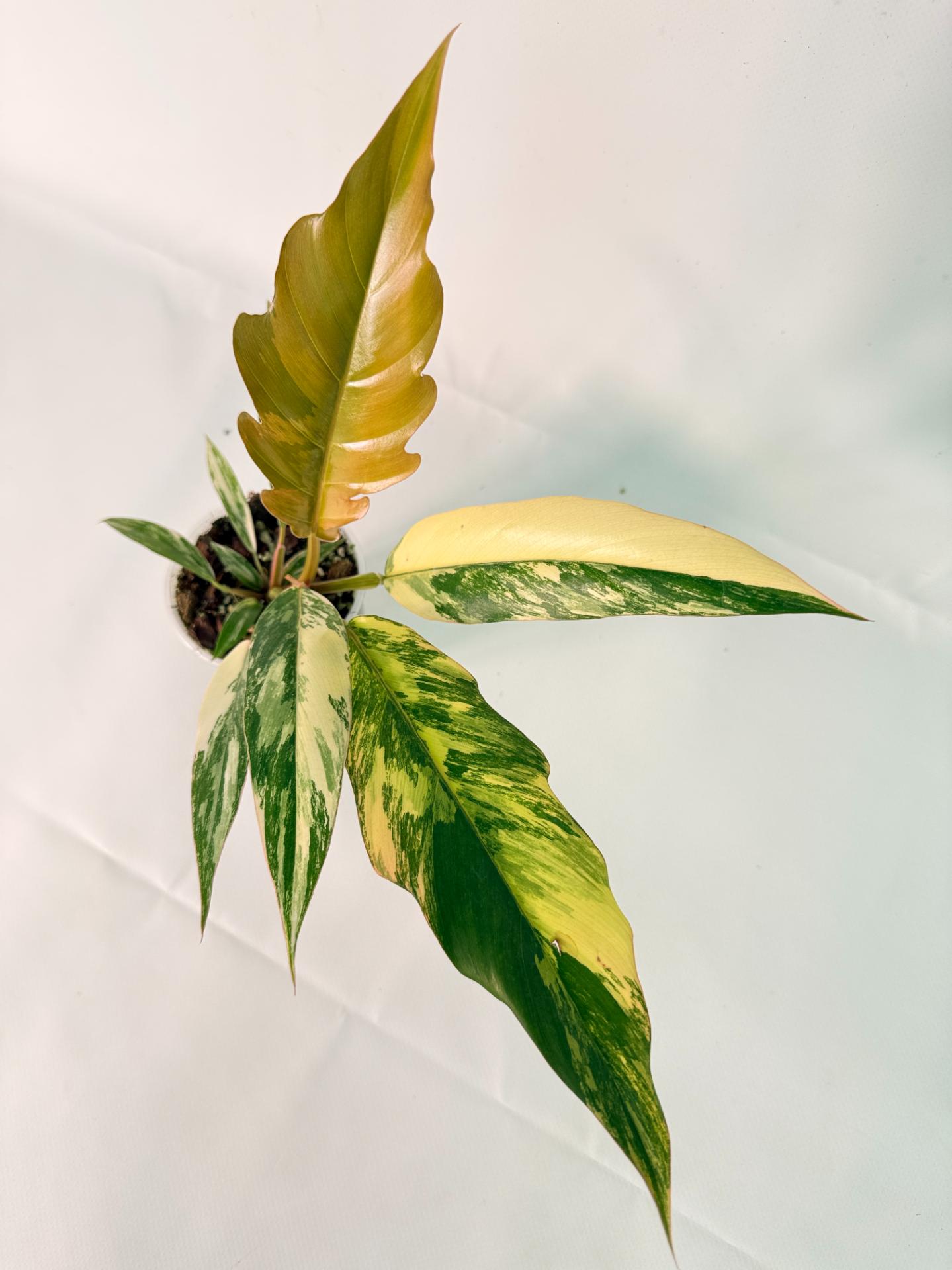 Philodendron Caramel Marble 09