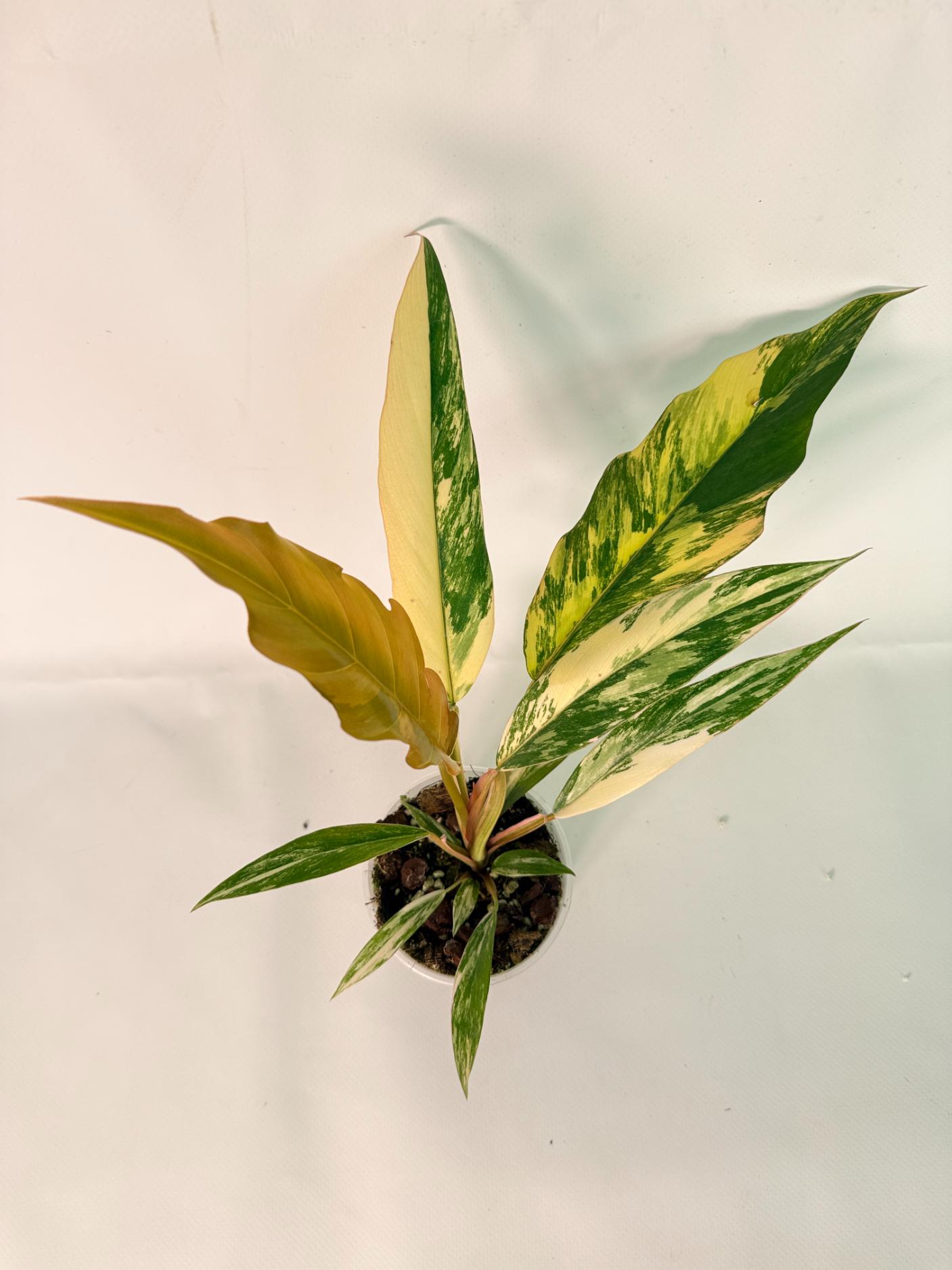 Philodendron Caramel Marble 02