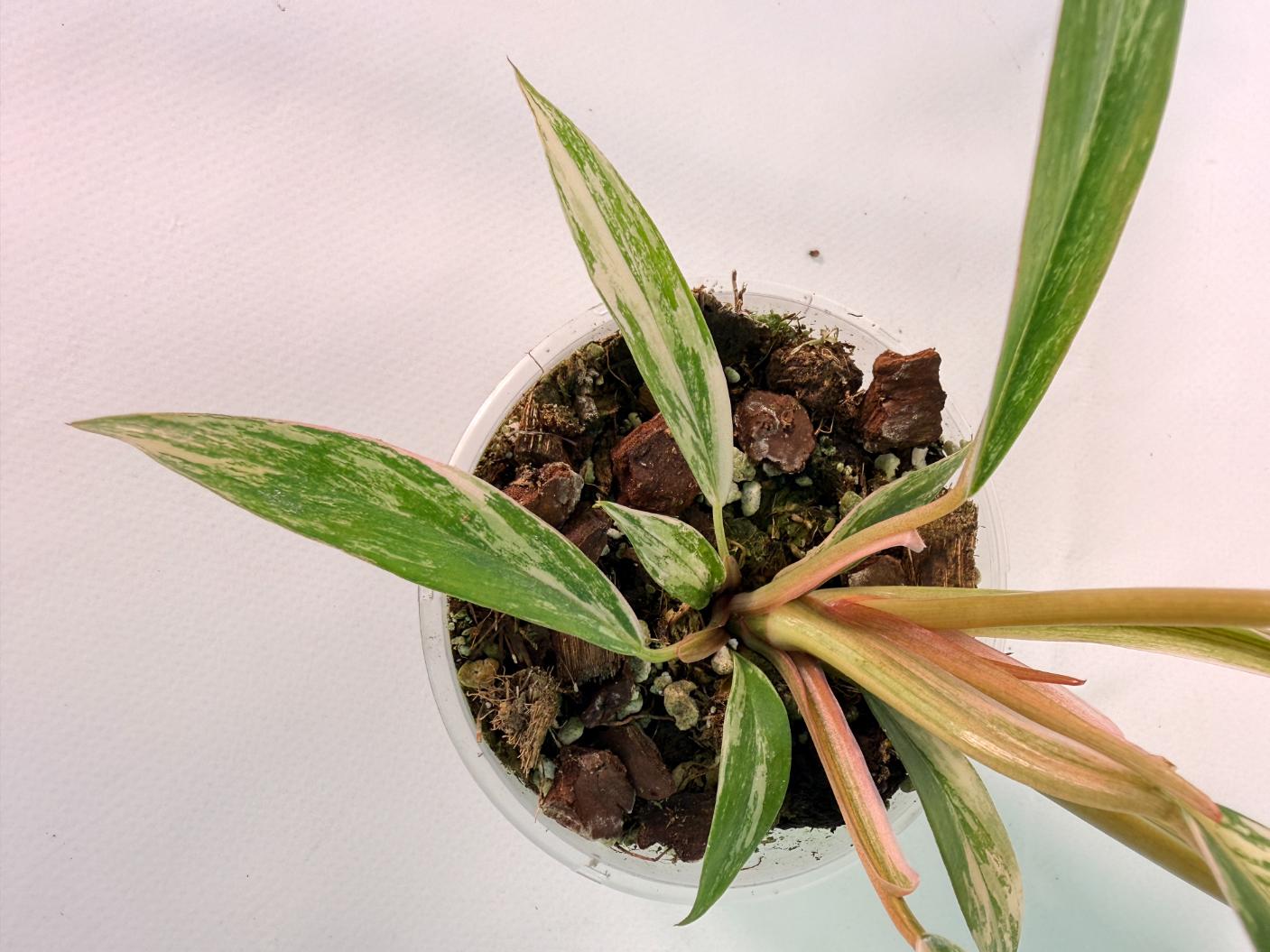 Philodendron Caramel Marble 03