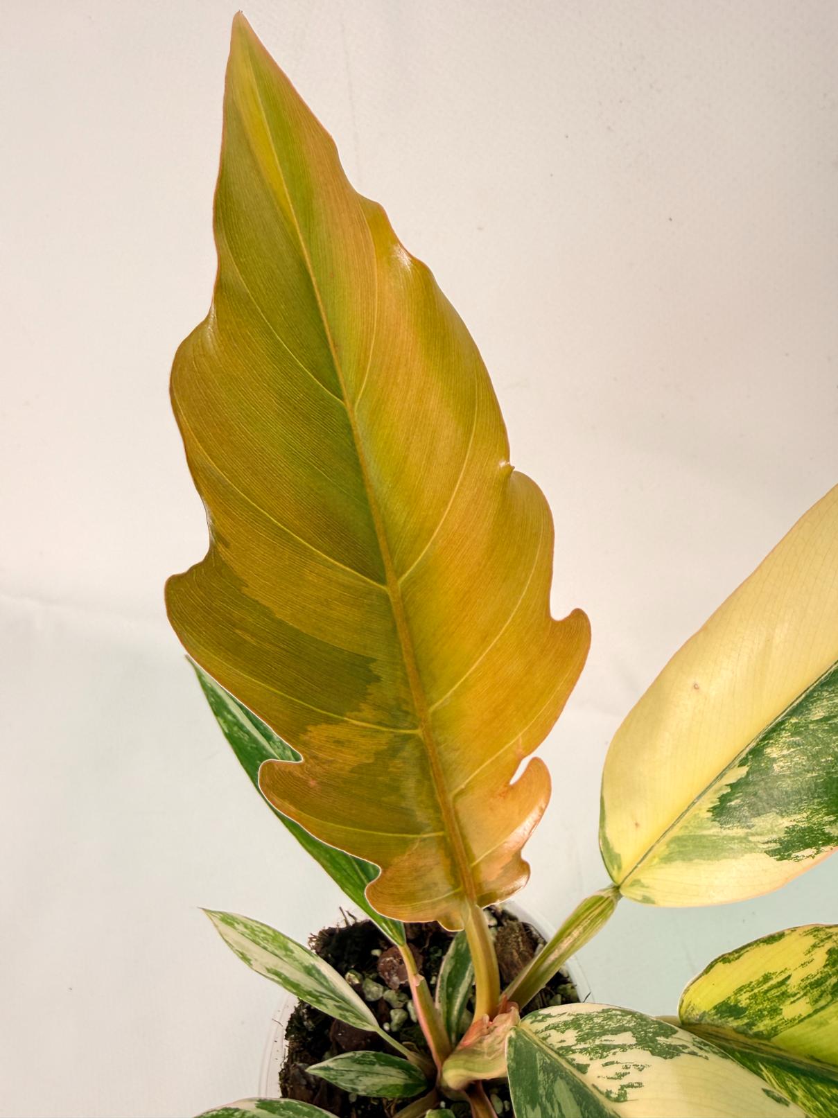 Philodendron Caramel Marble 04