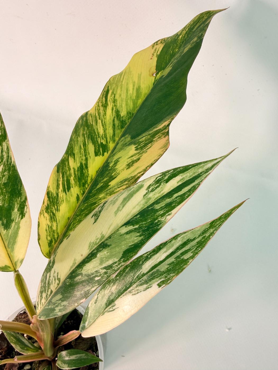 Philodendron Caramel Marble 6