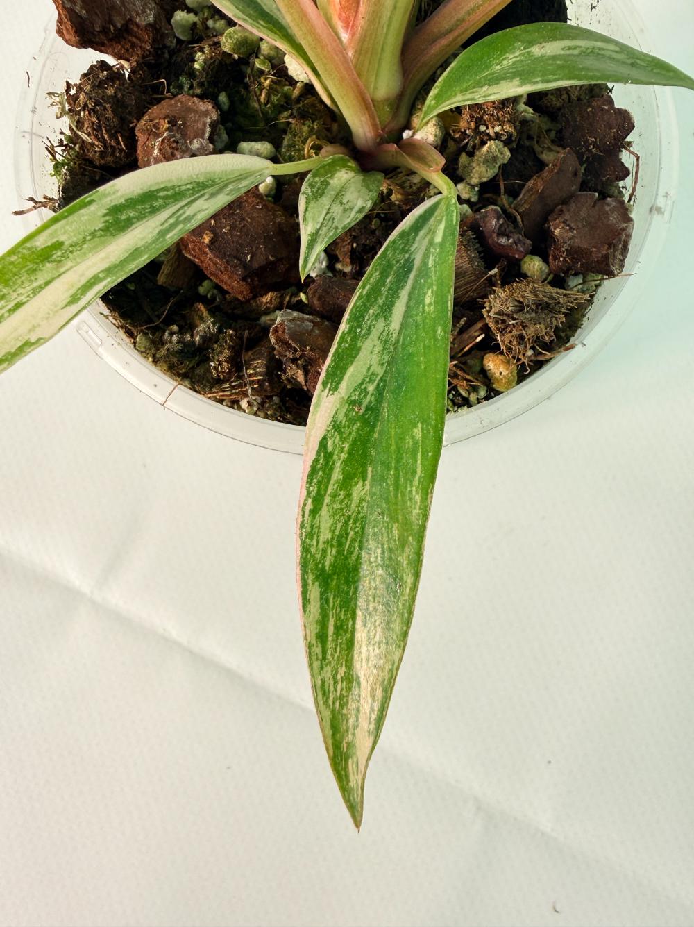Philodendron Caramel Marble 07