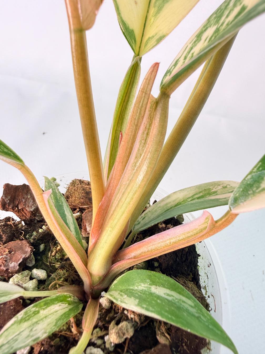Philodendron Caramel Marble 08