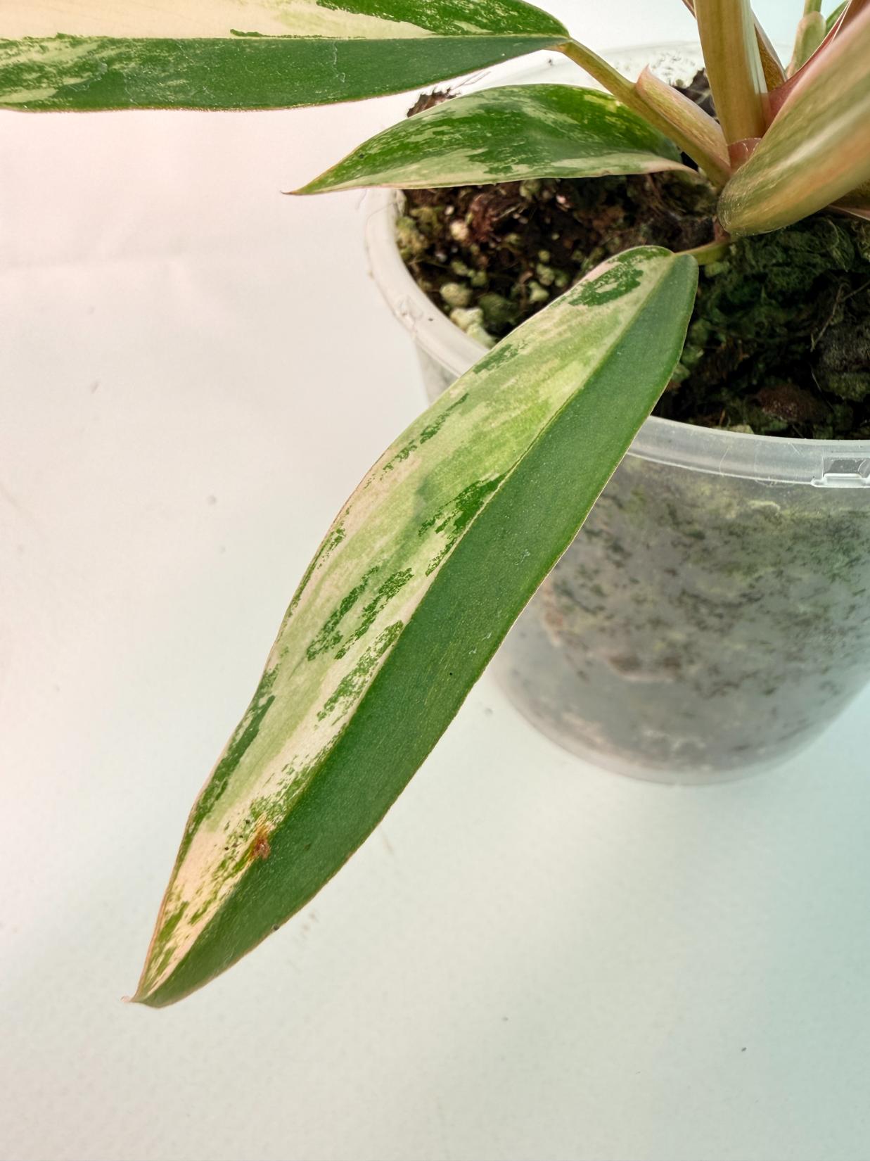 Philodendron Caramel Marble 09