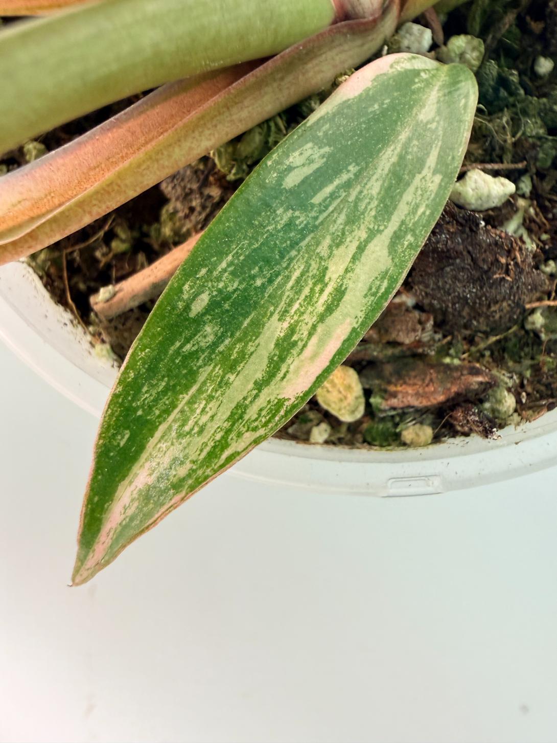 Philodendron Caramel Marble 10