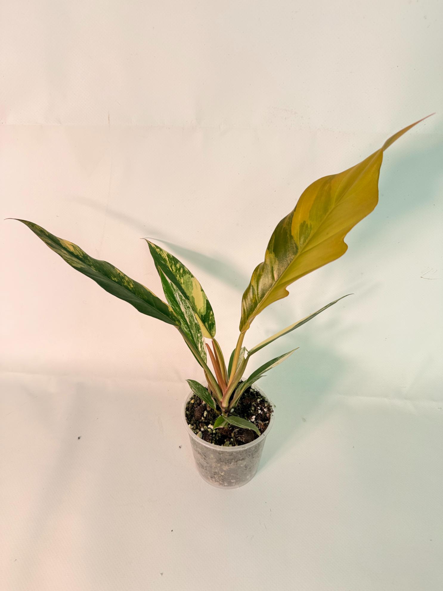 Philodendron Caramel Marble 02