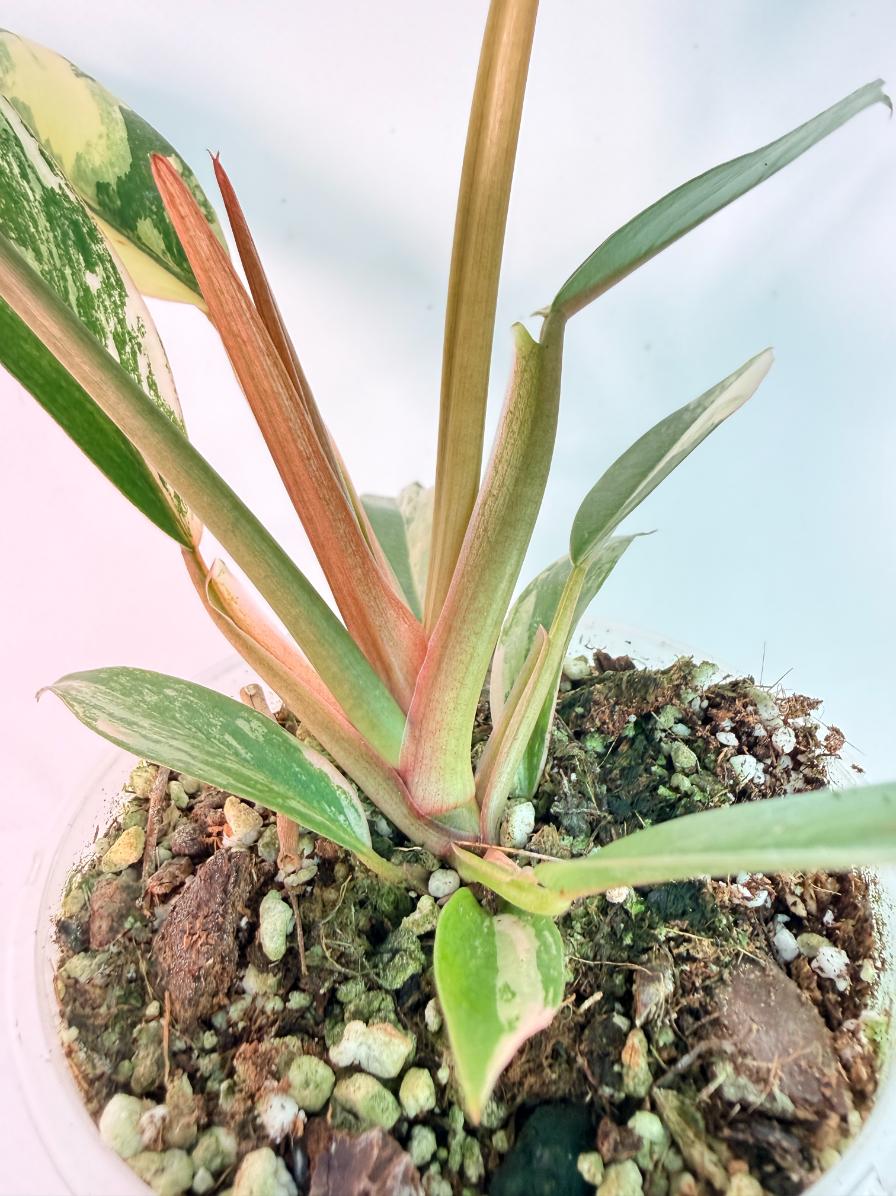 Philodendron Caramel Marble 03