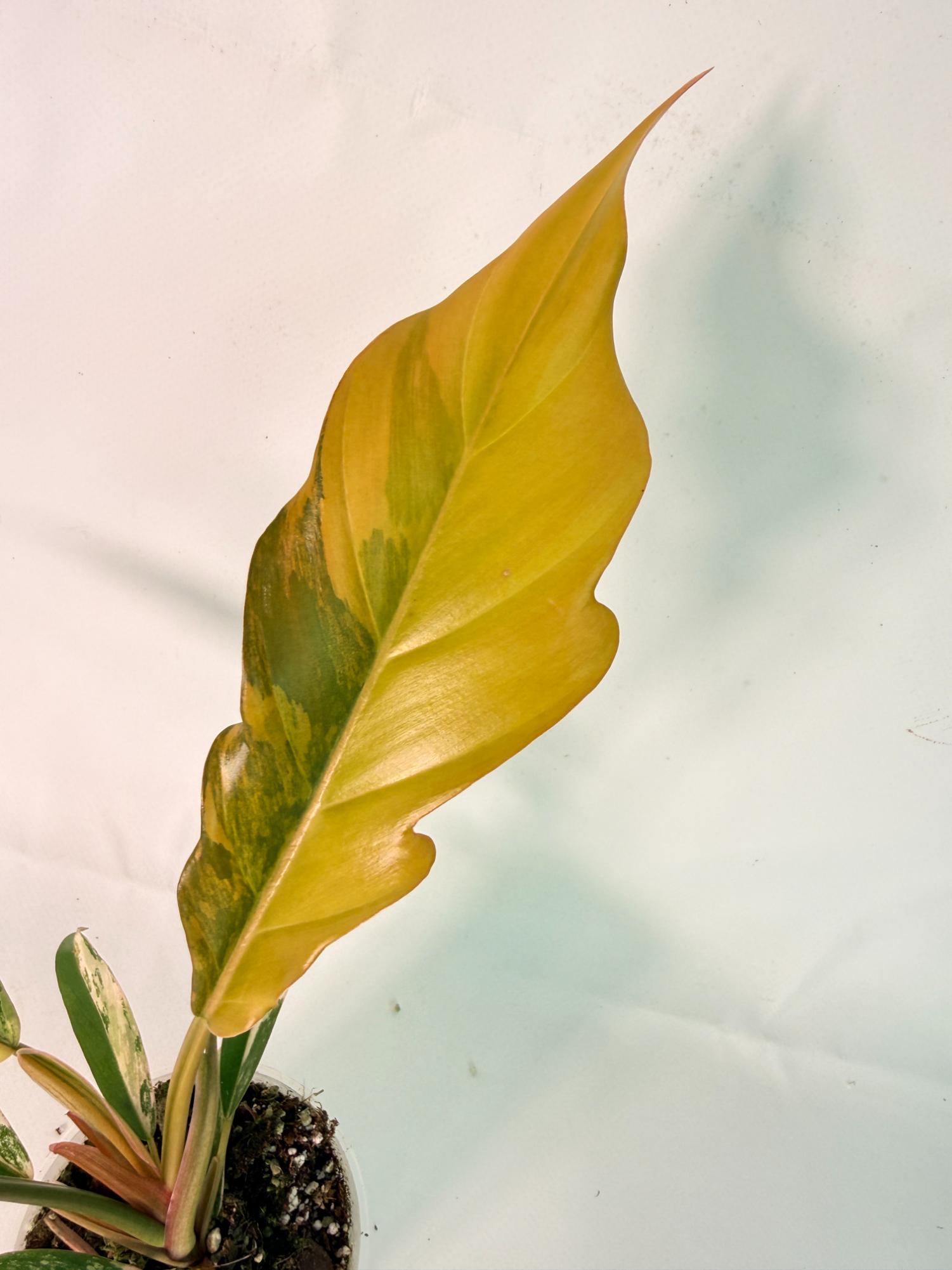 Philodendron Caramel Marble 04