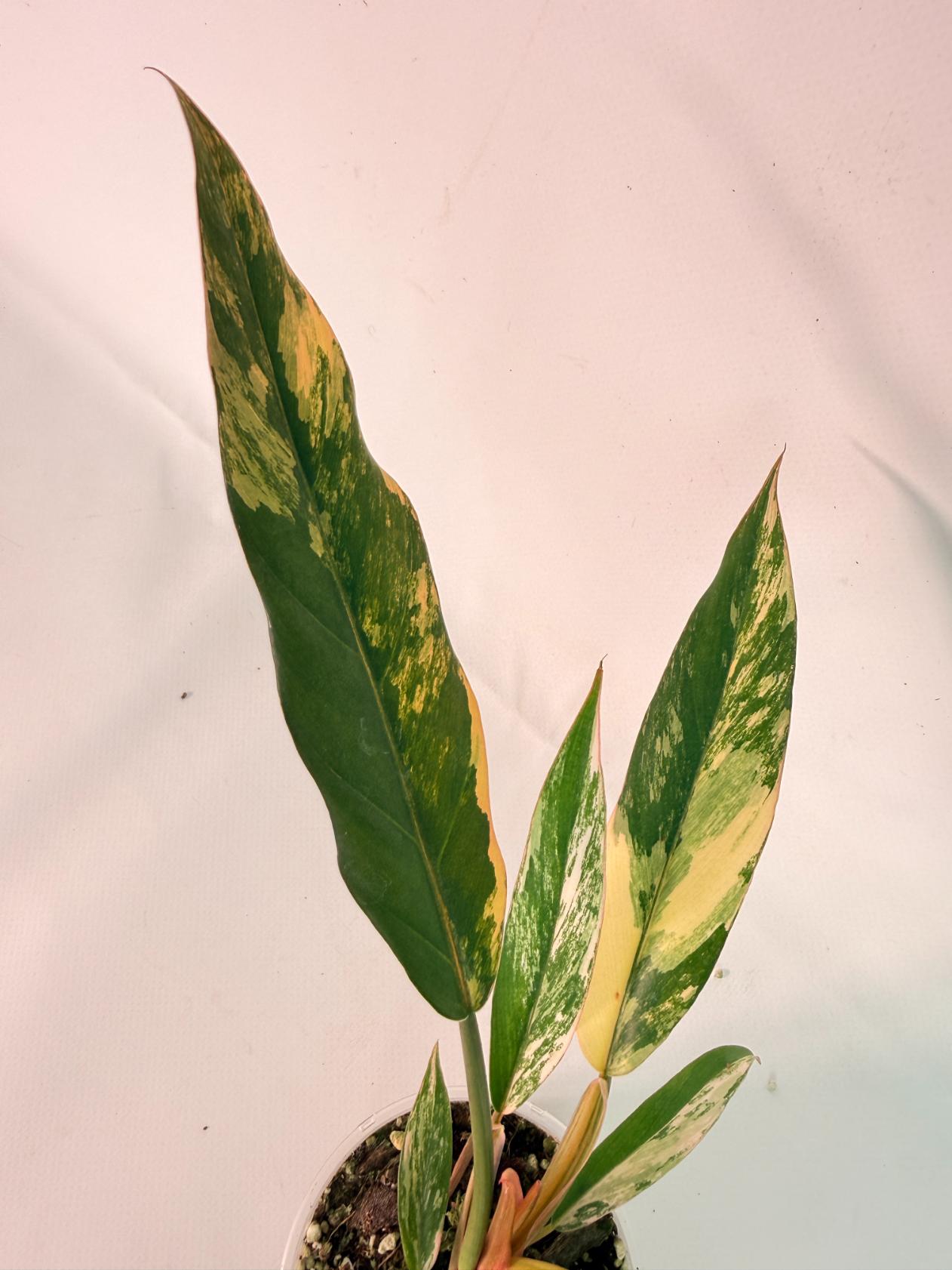 Philodendron Caramel Marble 05