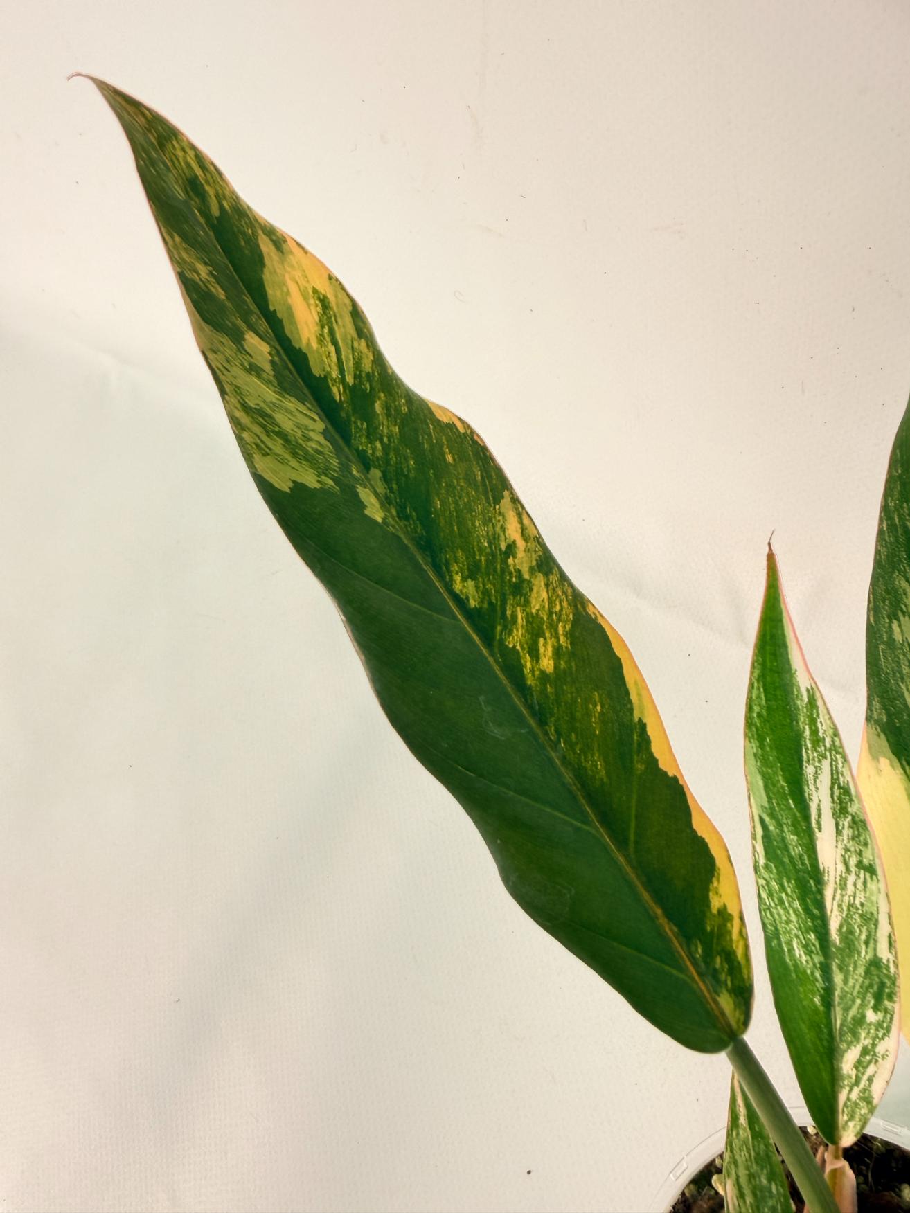 Philodendron Caramel Marble 06