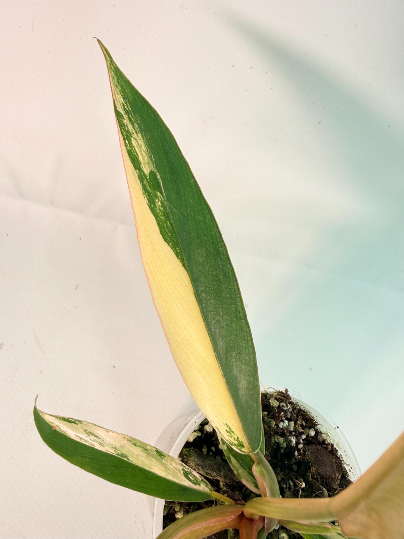 Philodendron Caramel Marble 07