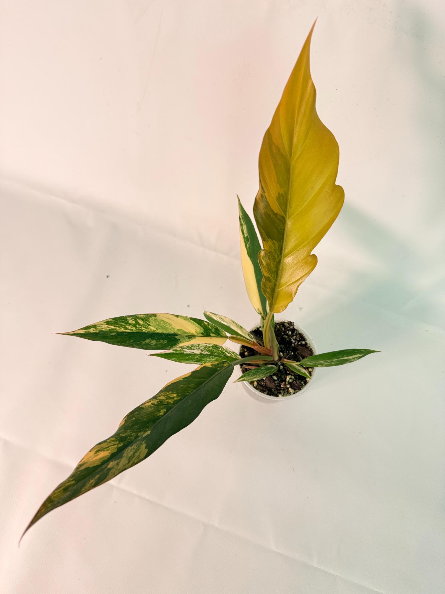 Philodendron Caramel Marble 08
