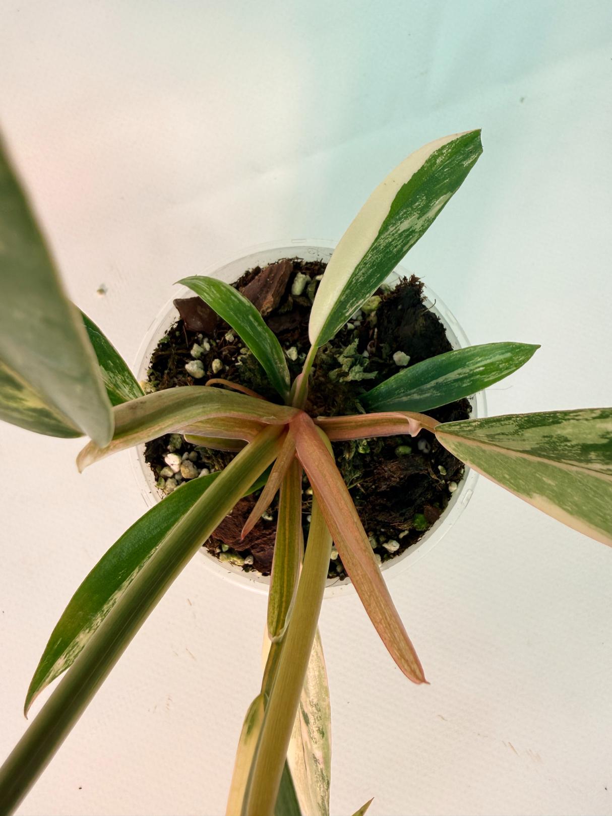 Philodendron Caramel Marble 09