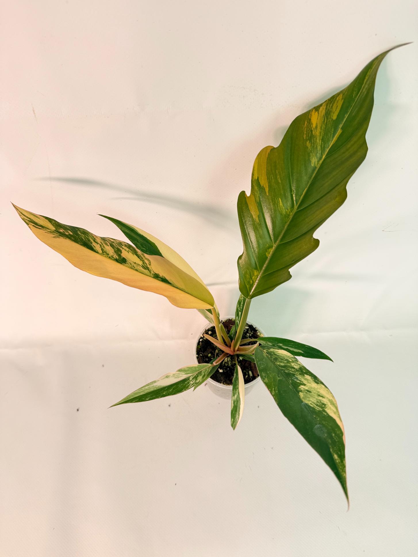 Philodendron Caramel Marble 02