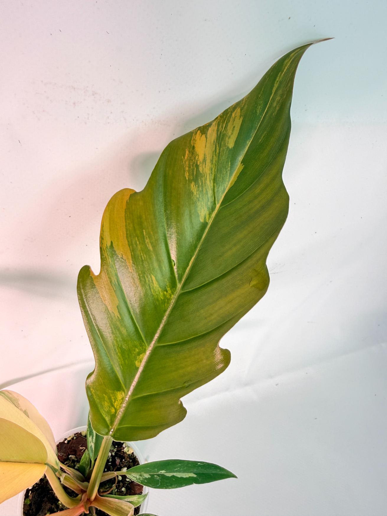 Philodendron Caramel Marble 03