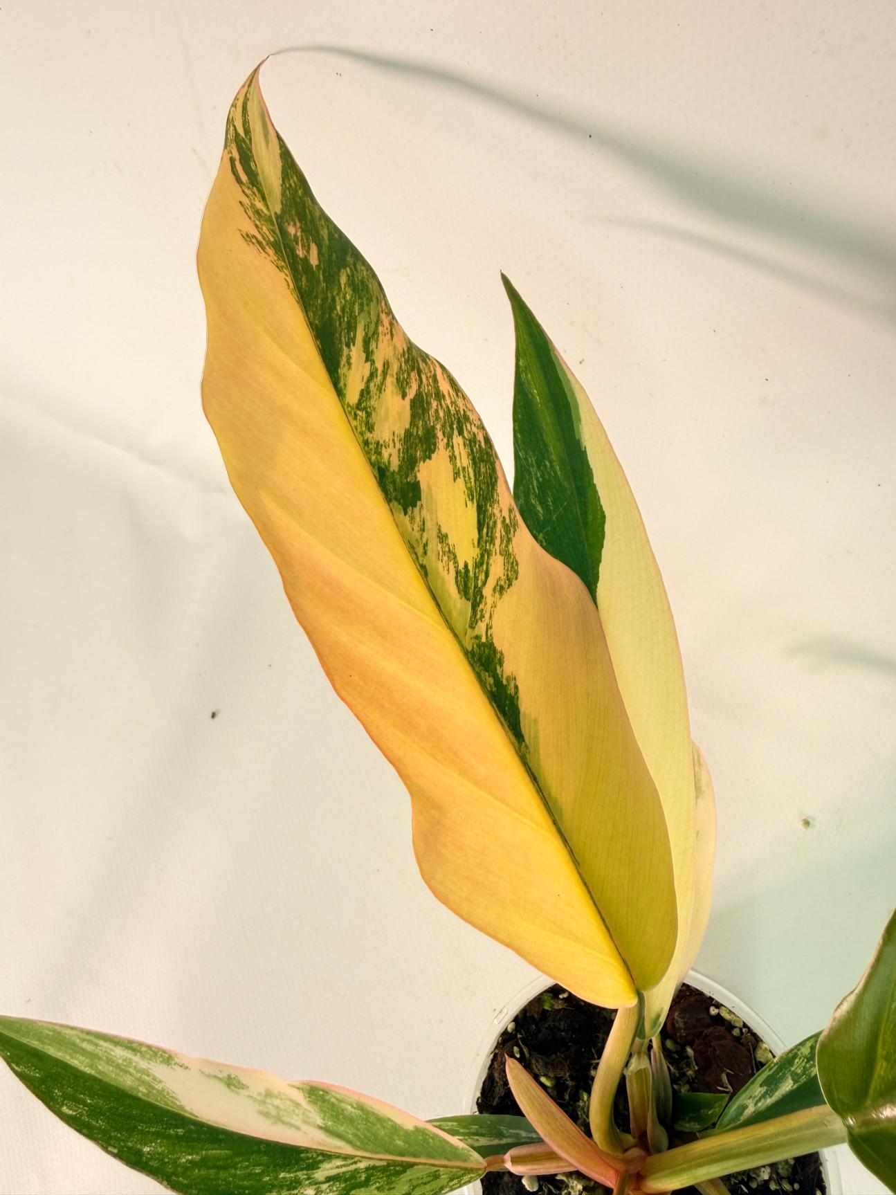 Philodendron Caramel Marble 04