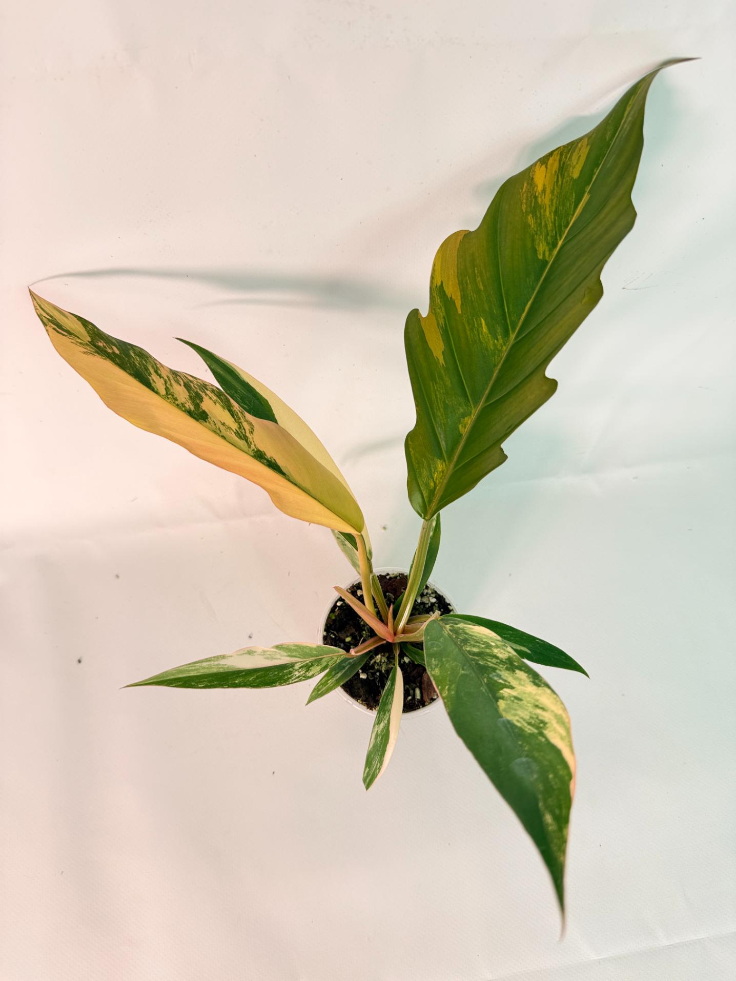 Philodendron Caramel Marble 05
