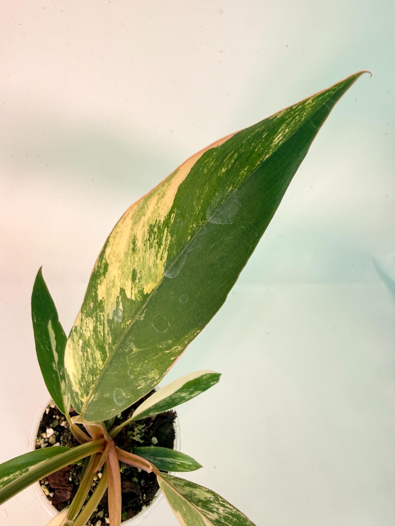 Philodendron Caramel Marble 06