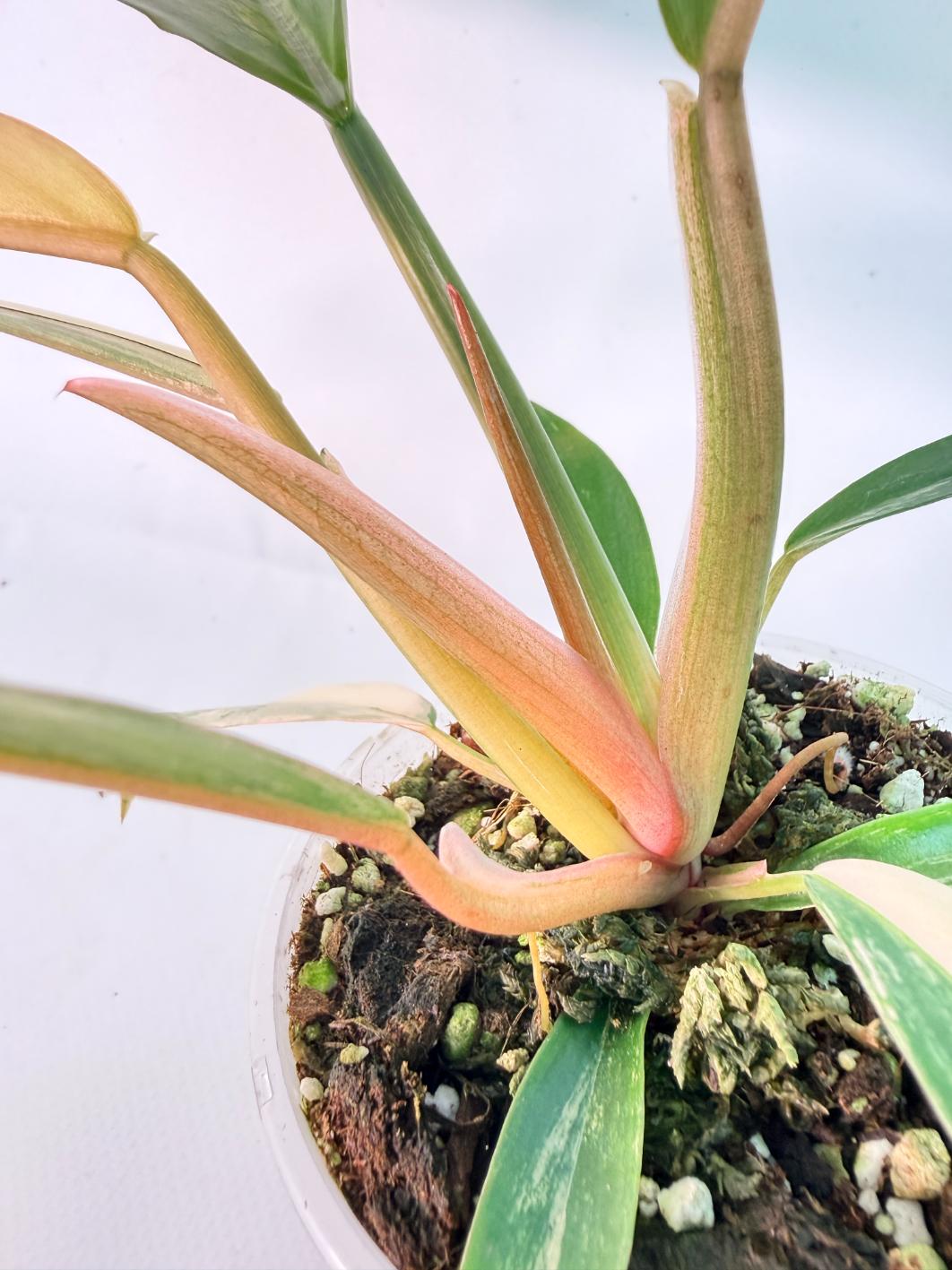 Philodendron Caramel Marble 07