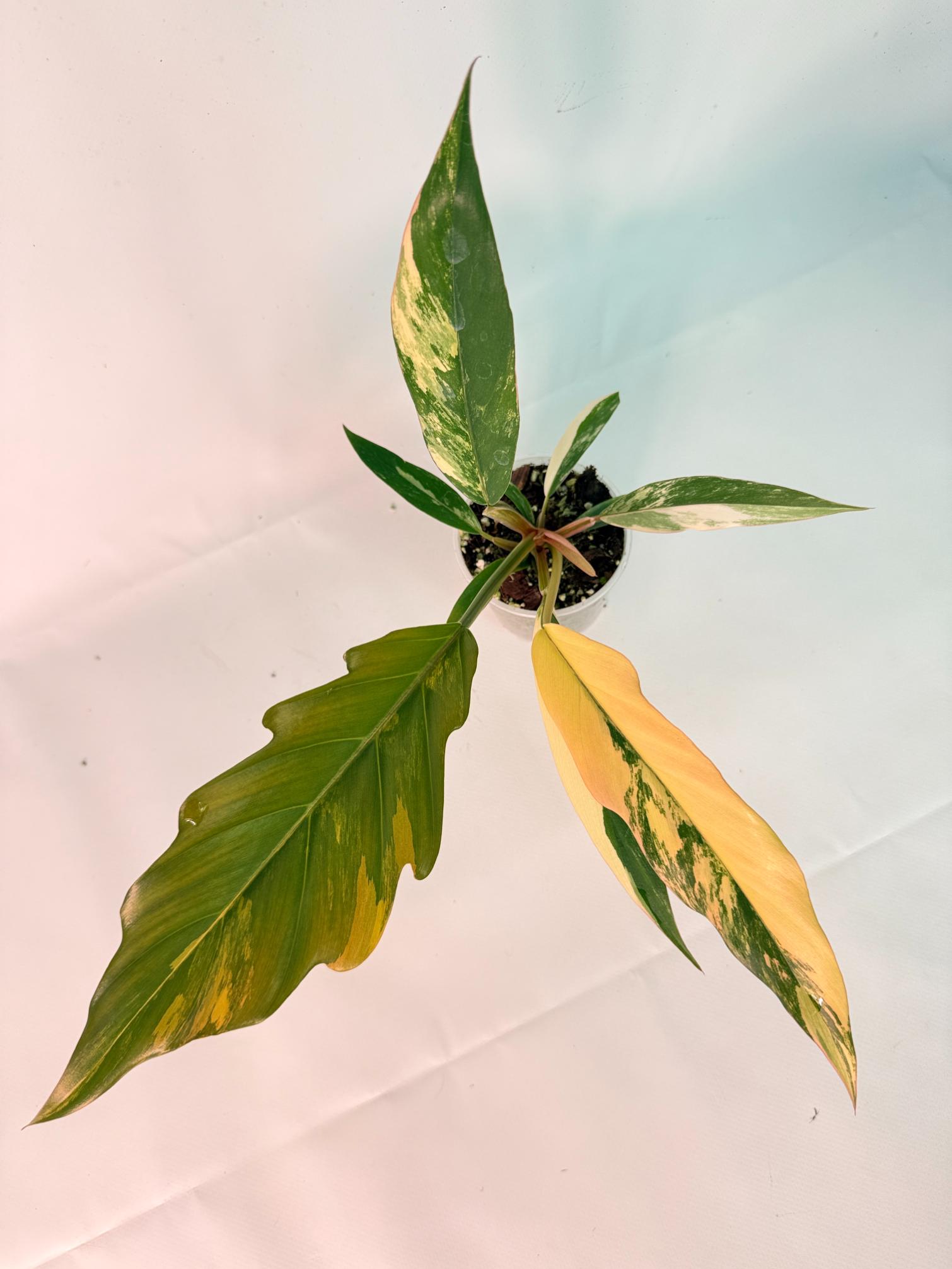 Philodendron Caramel Marble 08