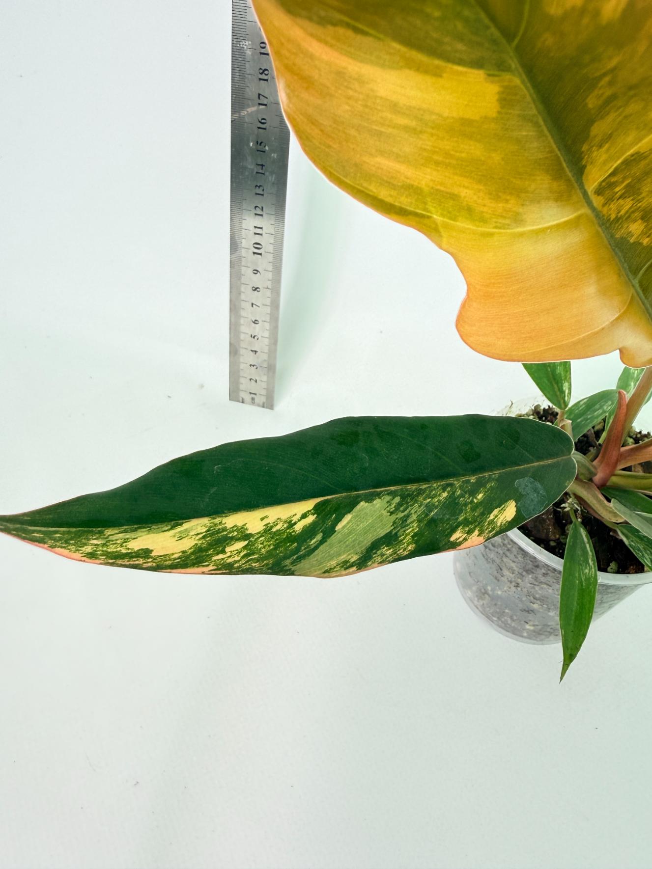 Philodendron Caramel Marble 3