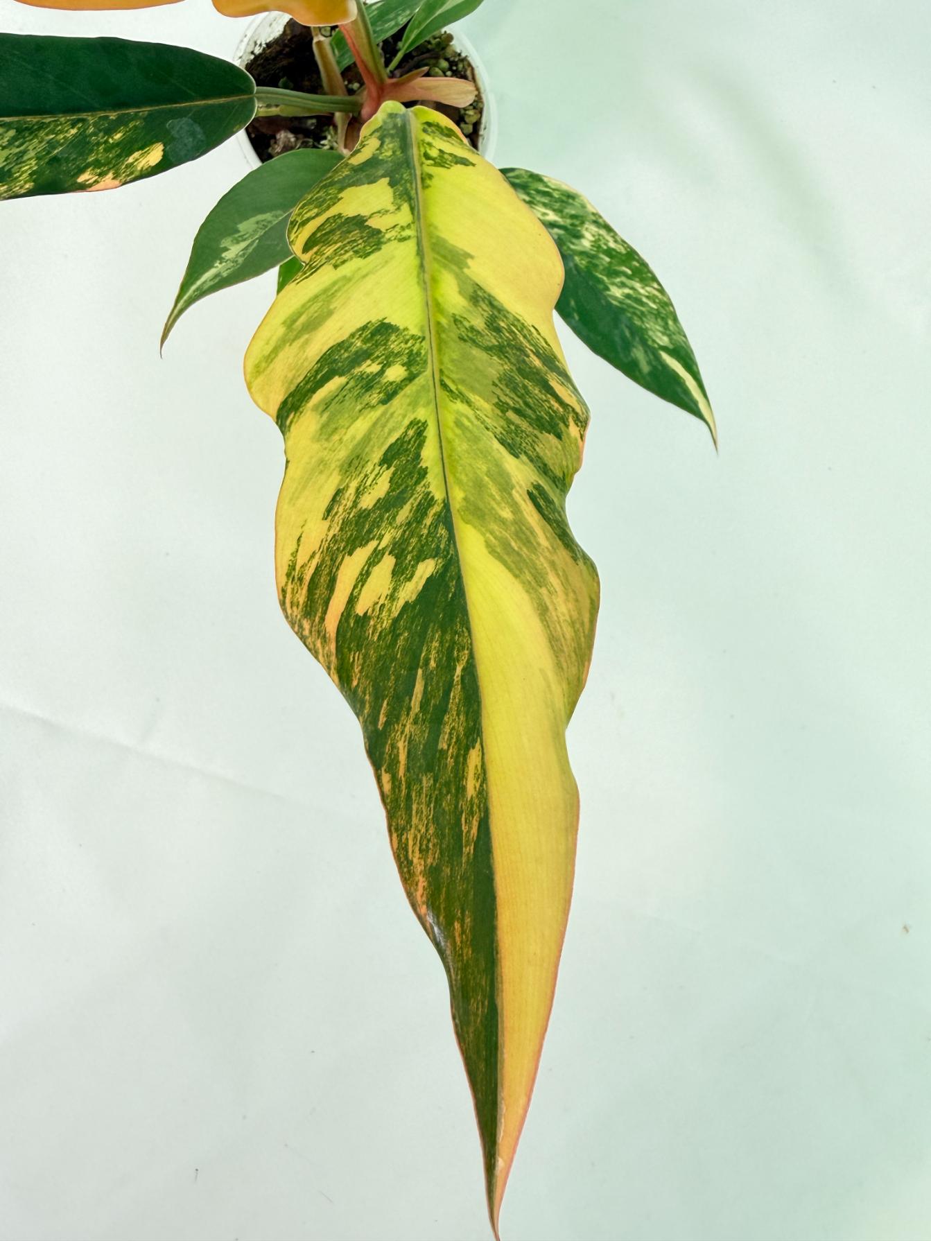 Philodendron Caramel Marble 7