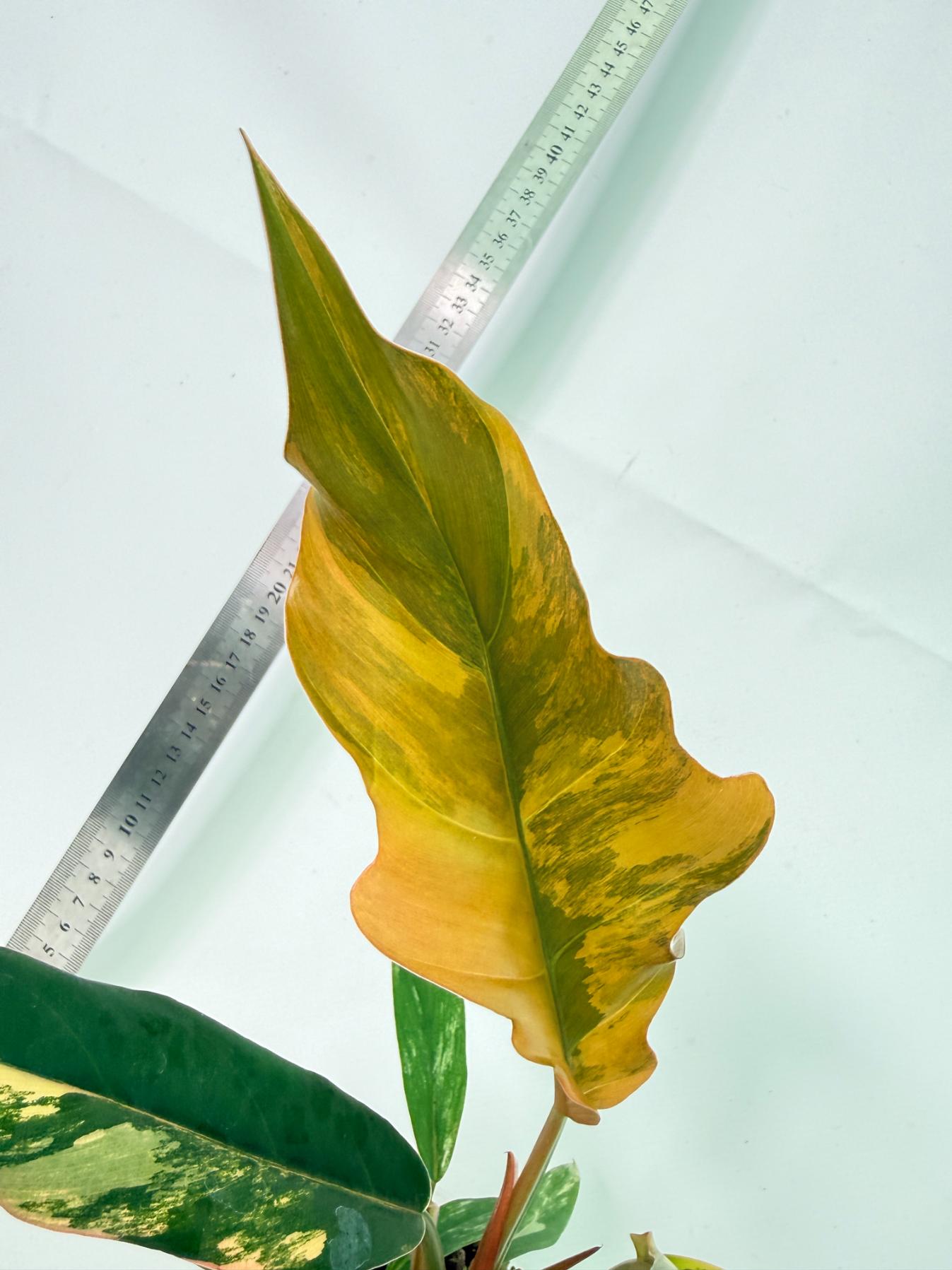 Philodendron Caramel Marble 2