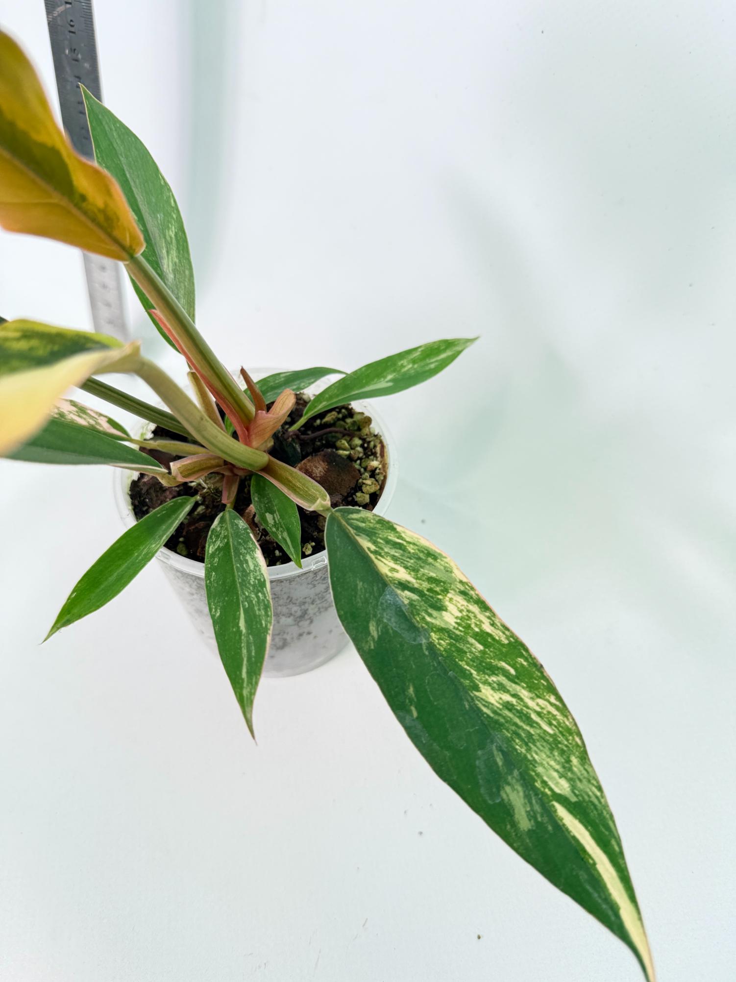 Philodendron Caramel Marble 4