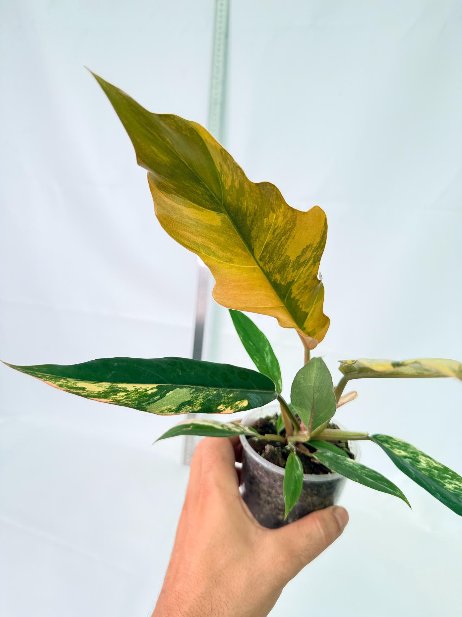Philodendron Caramel Marble 5