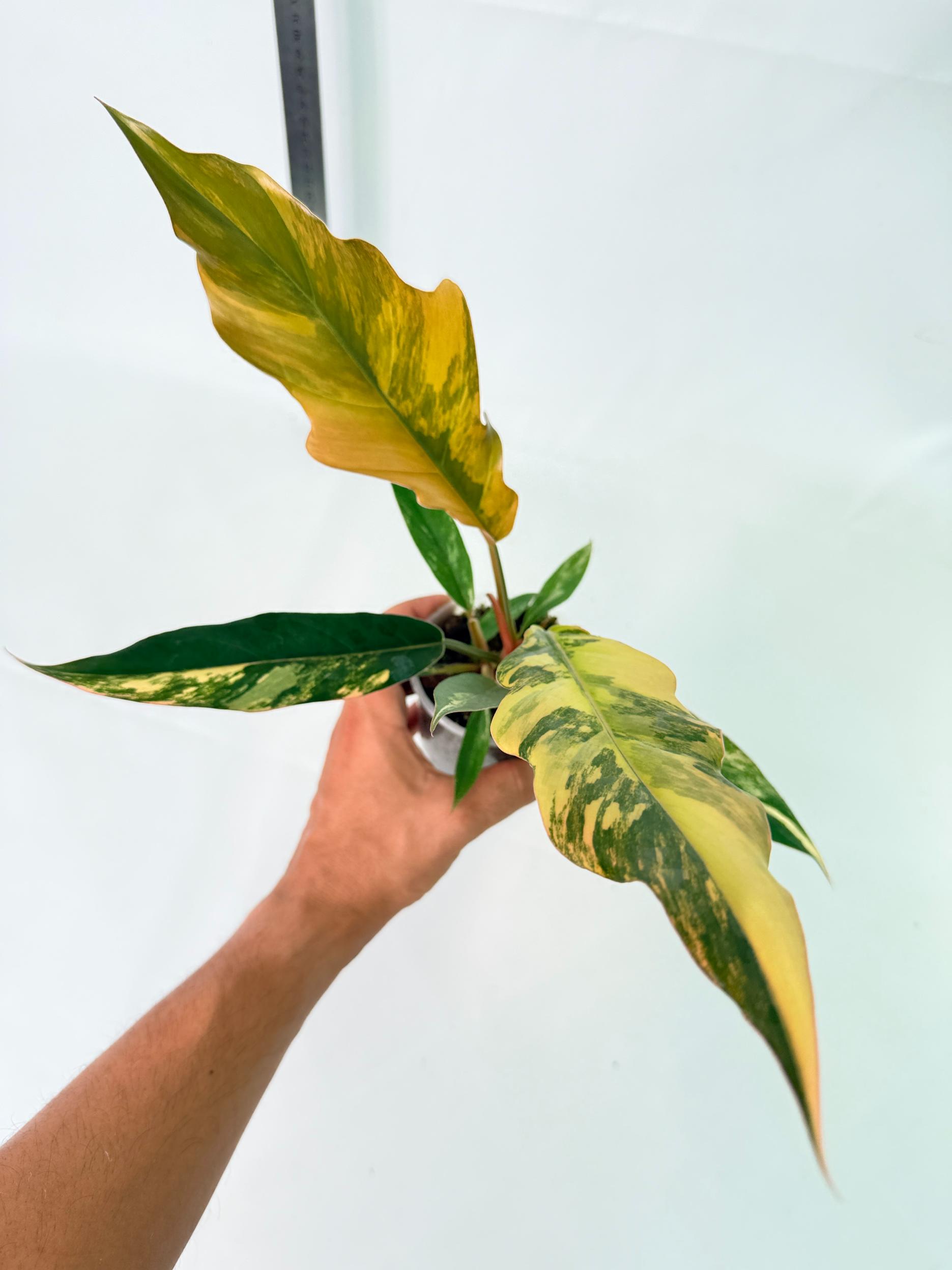 Philodendron Caramel Marble 1