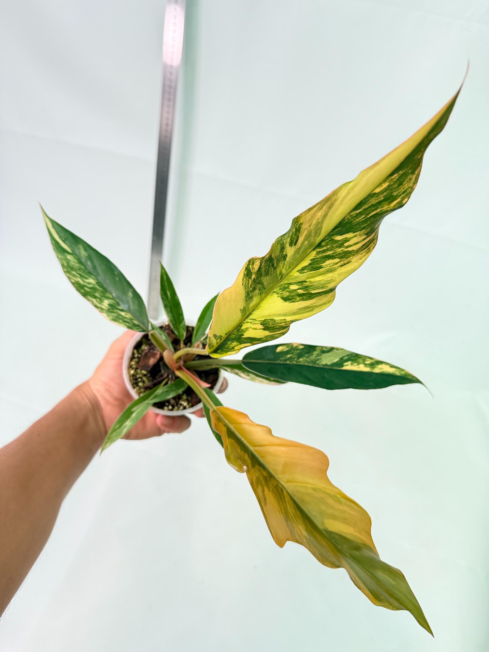 Philodendron Caramel Marble 6