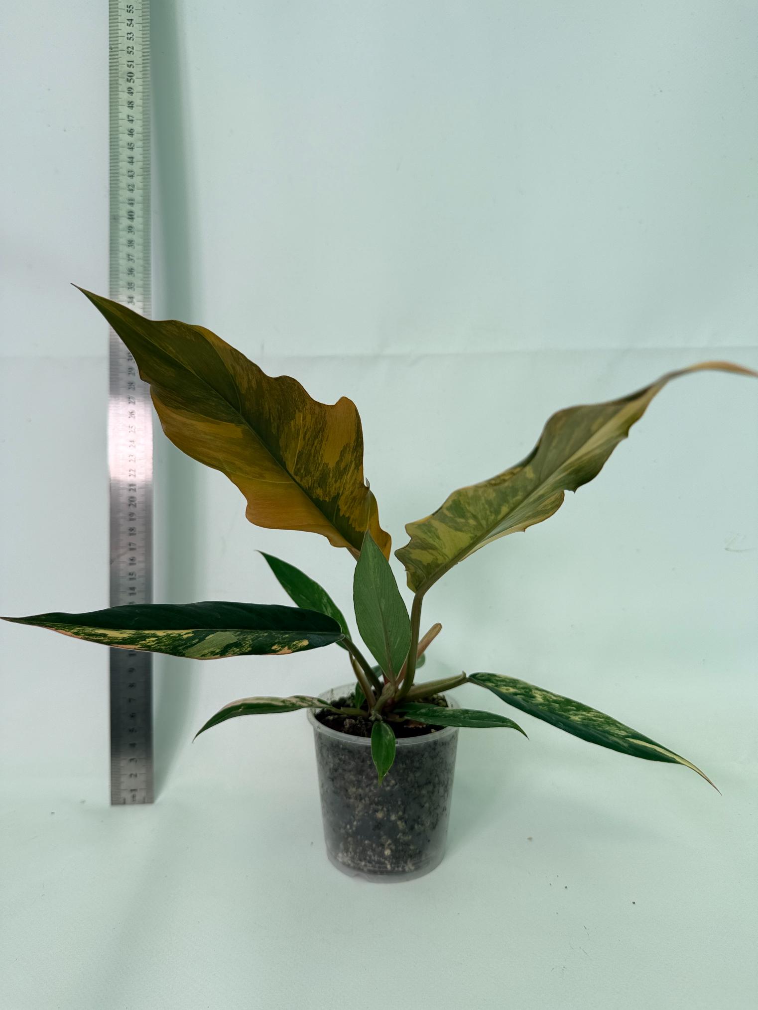 Philodendron Caramel Marble 8