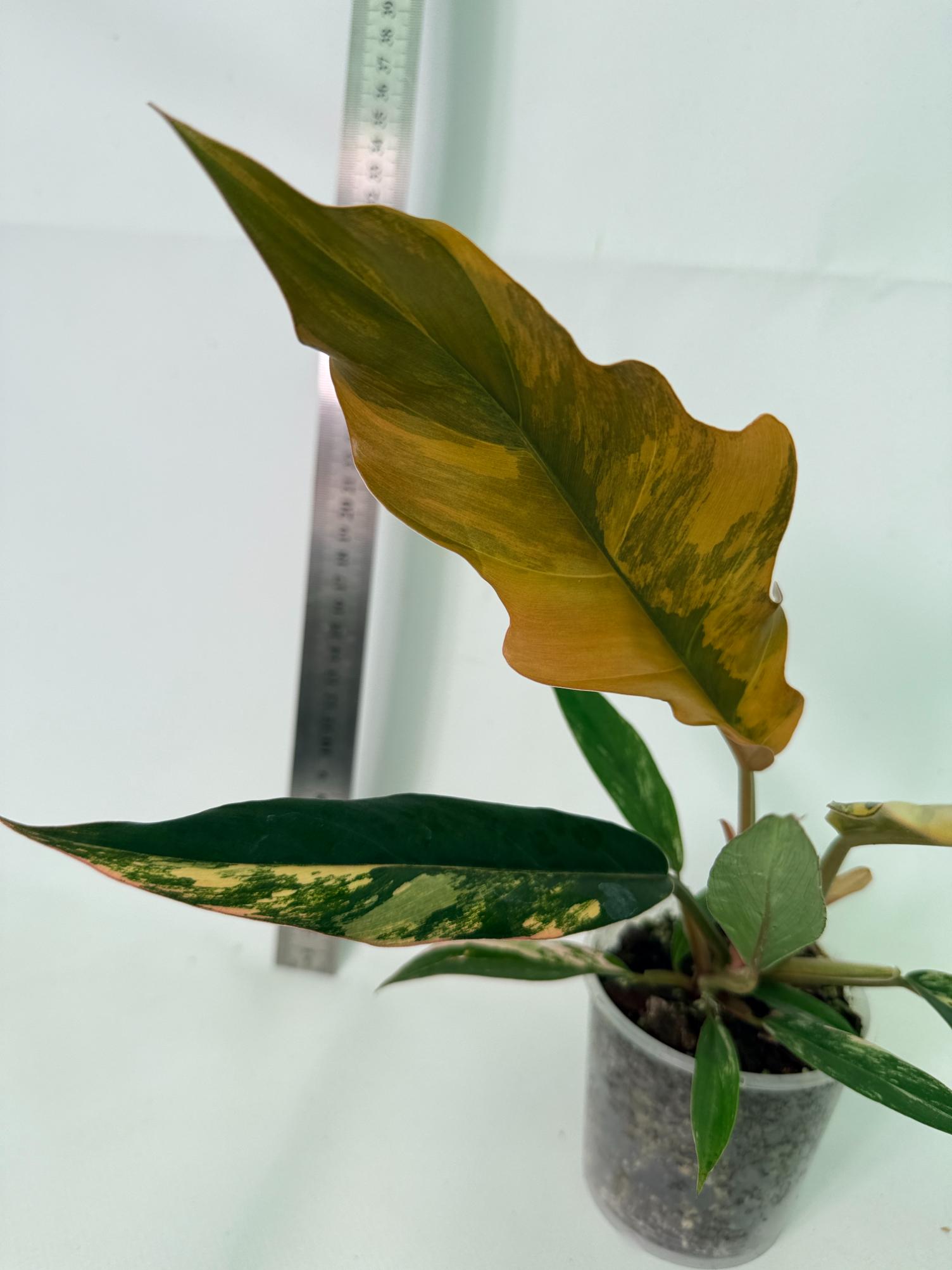 Philodendron Caramel Marble 9