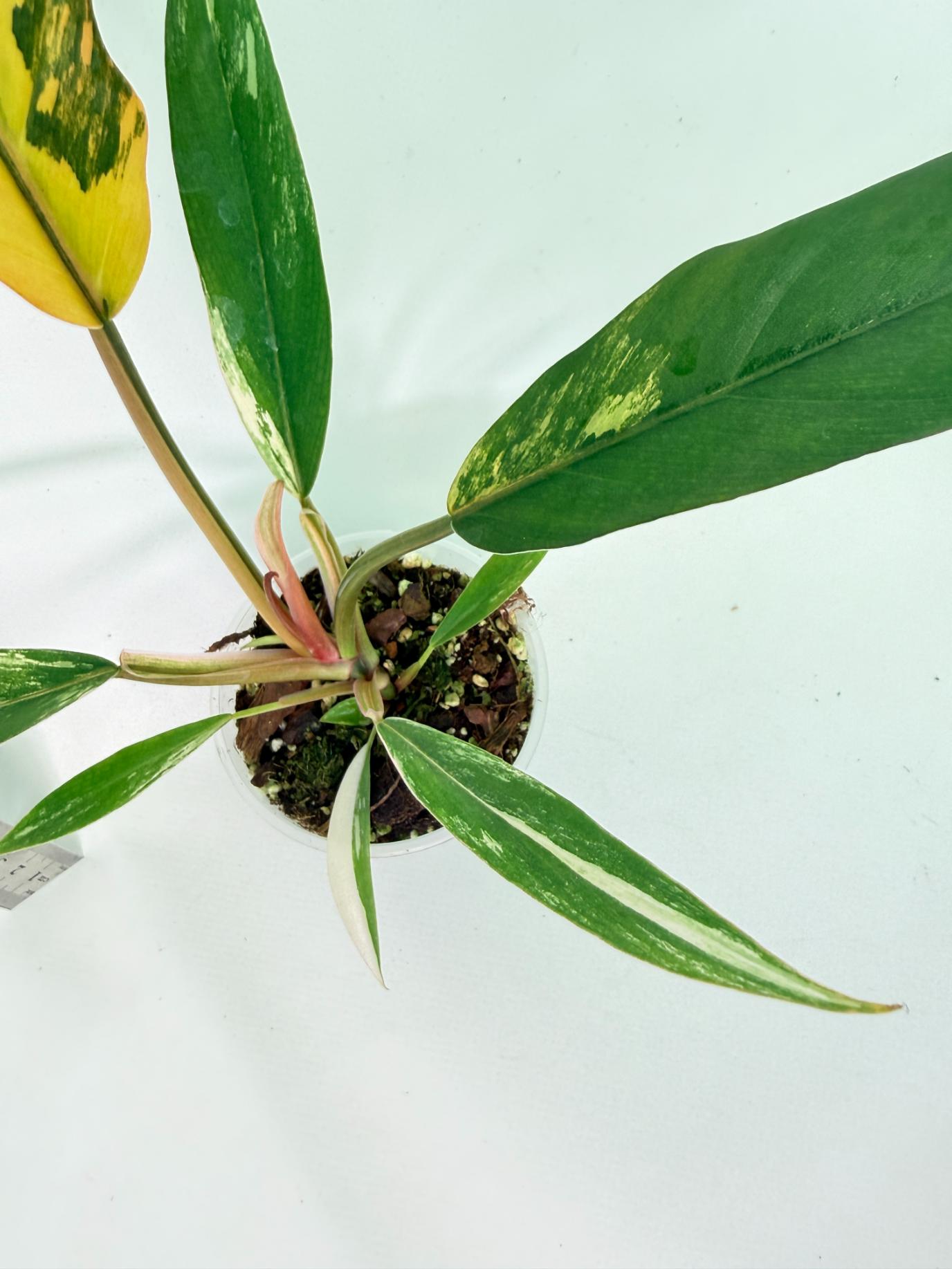 Philodendron Caramel Marble 9