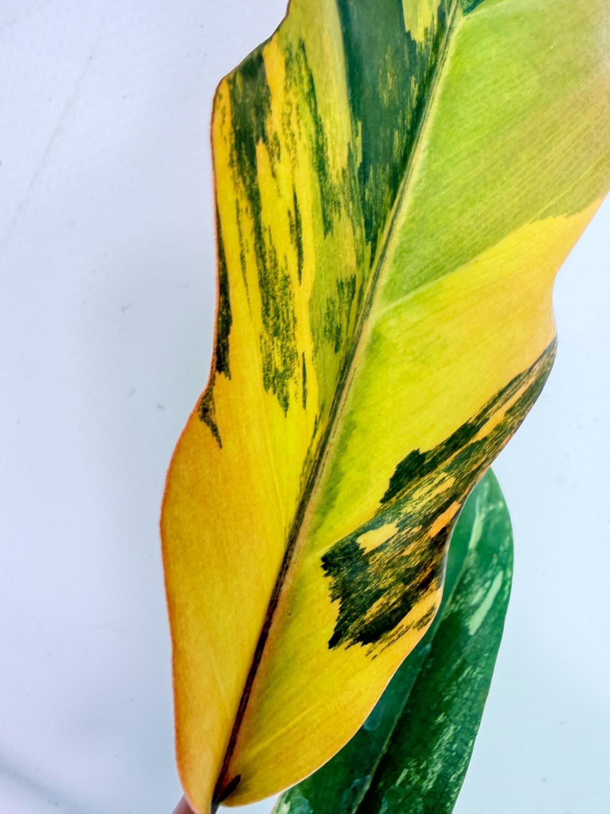Philodendron Caramel Marble 2