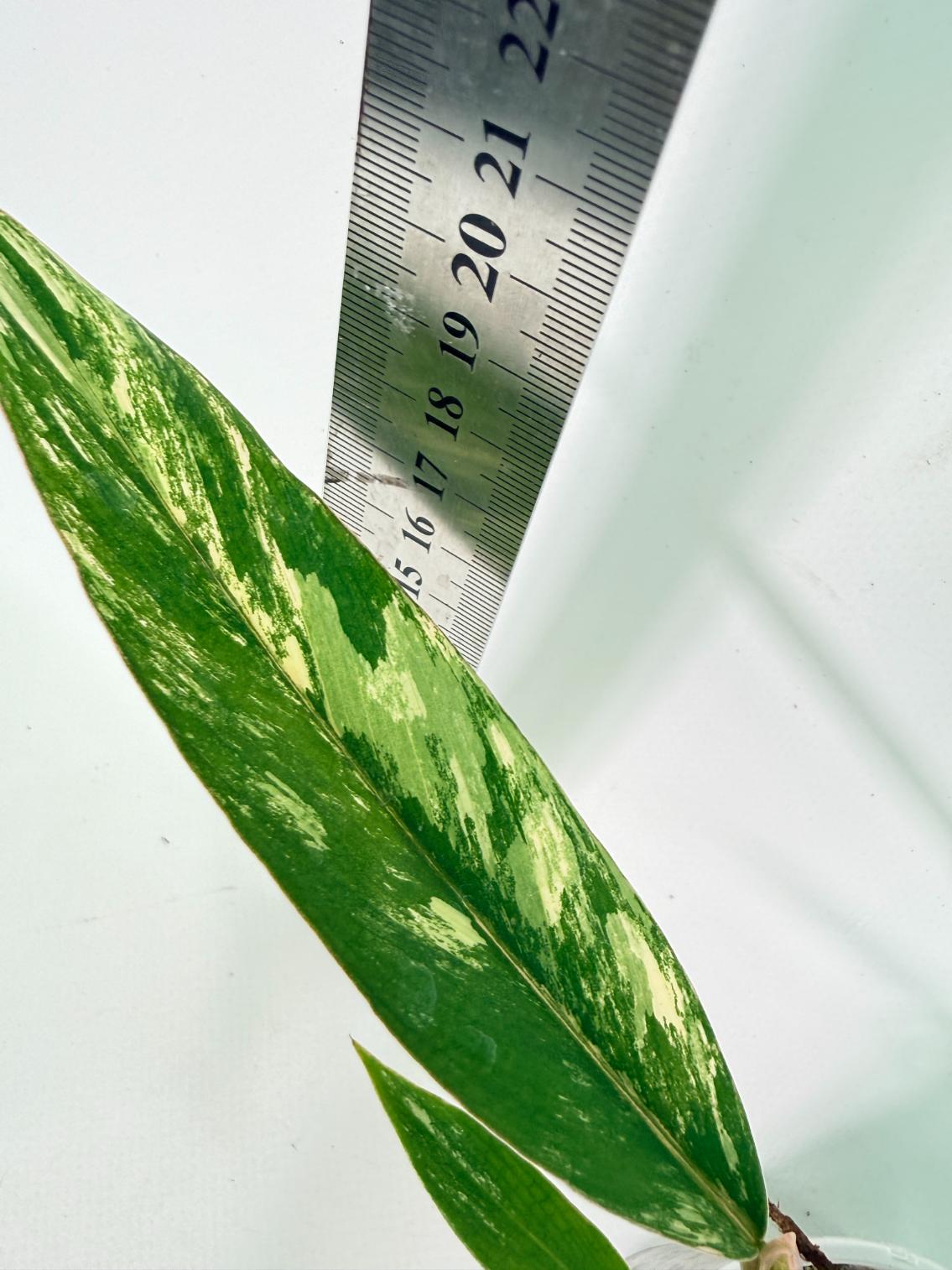Philodendron Caramel Marble 7