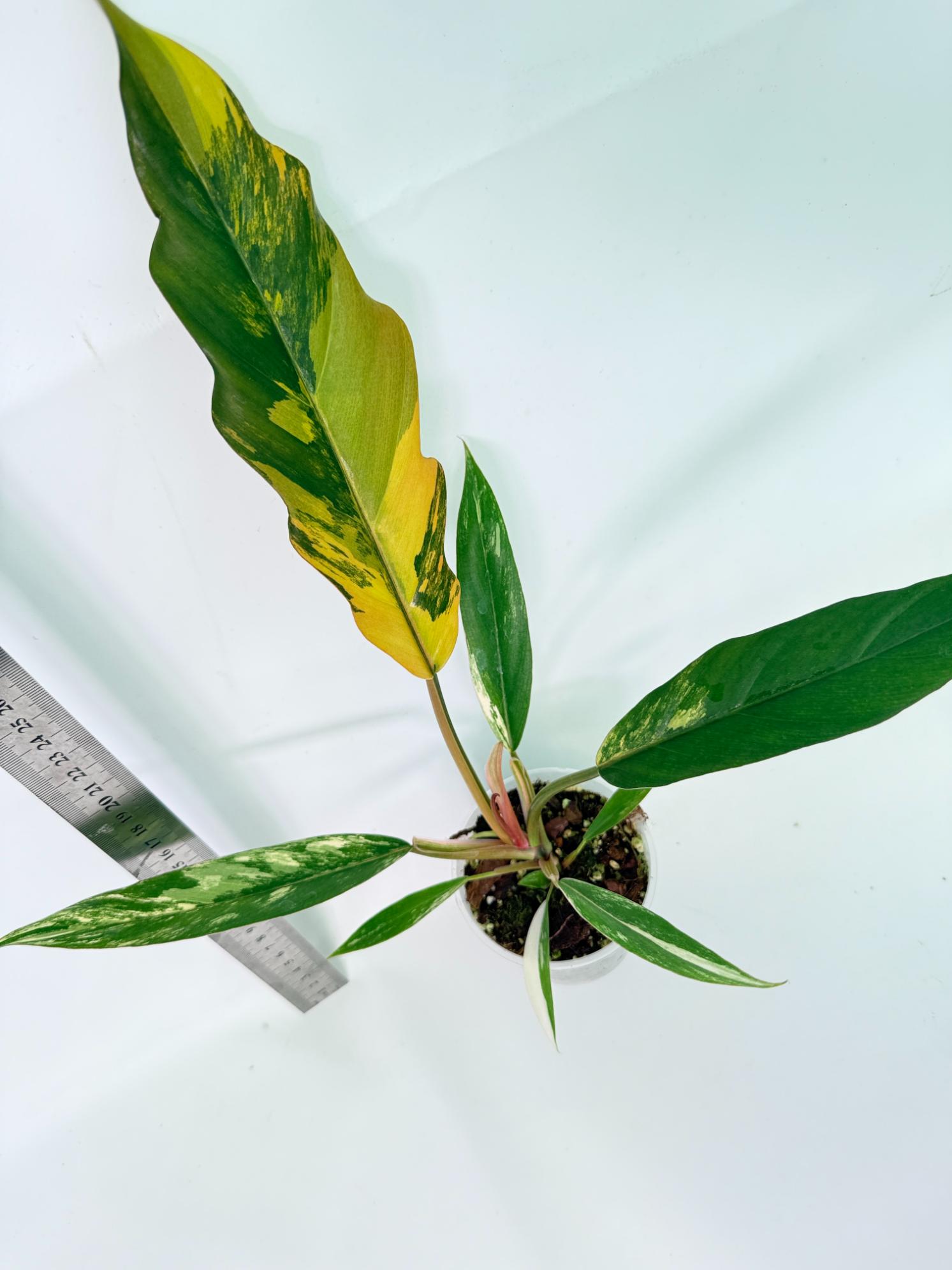 Philodendron Caramel Marble 4