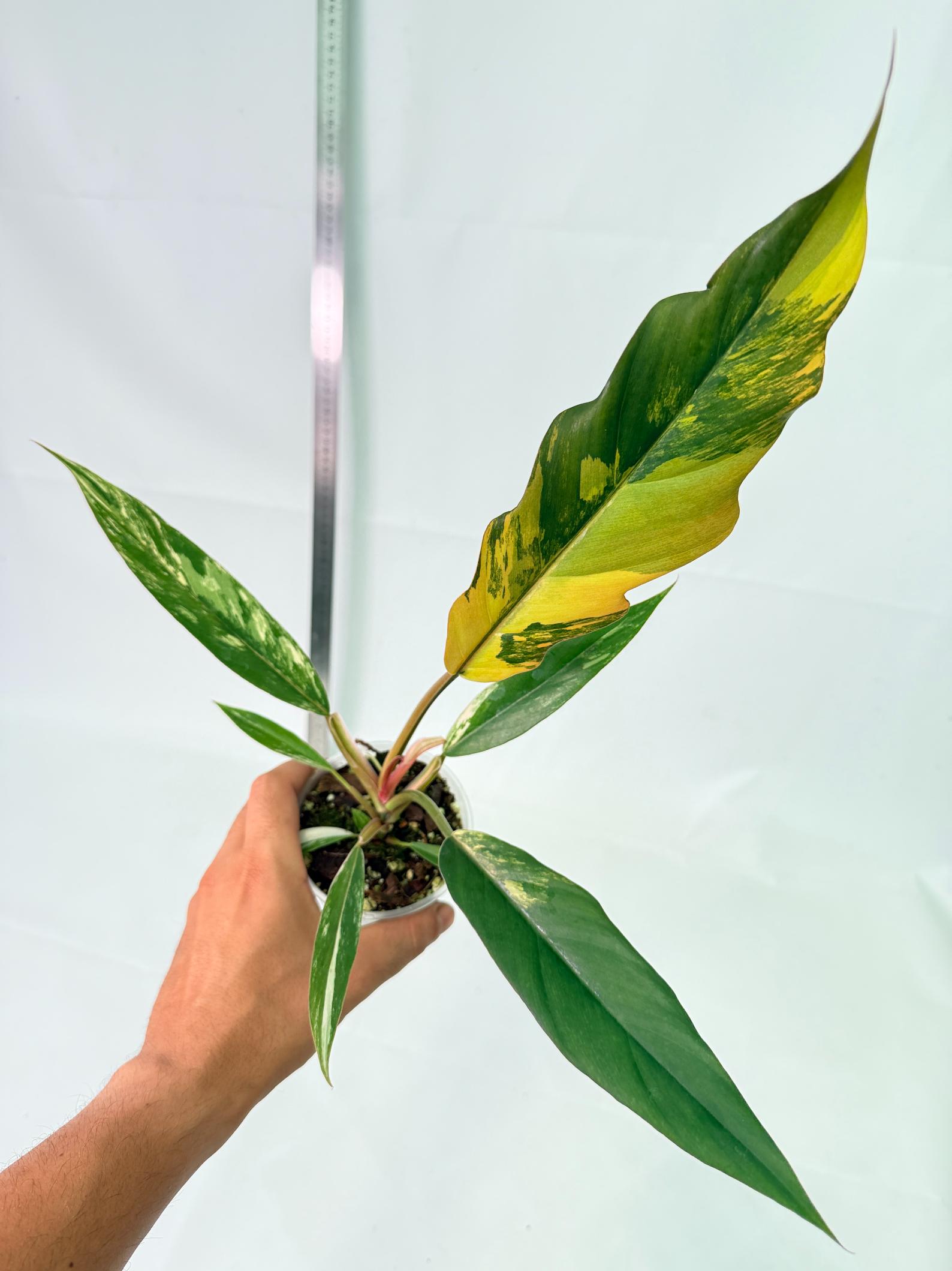 Philodendron Caramel Marble 3