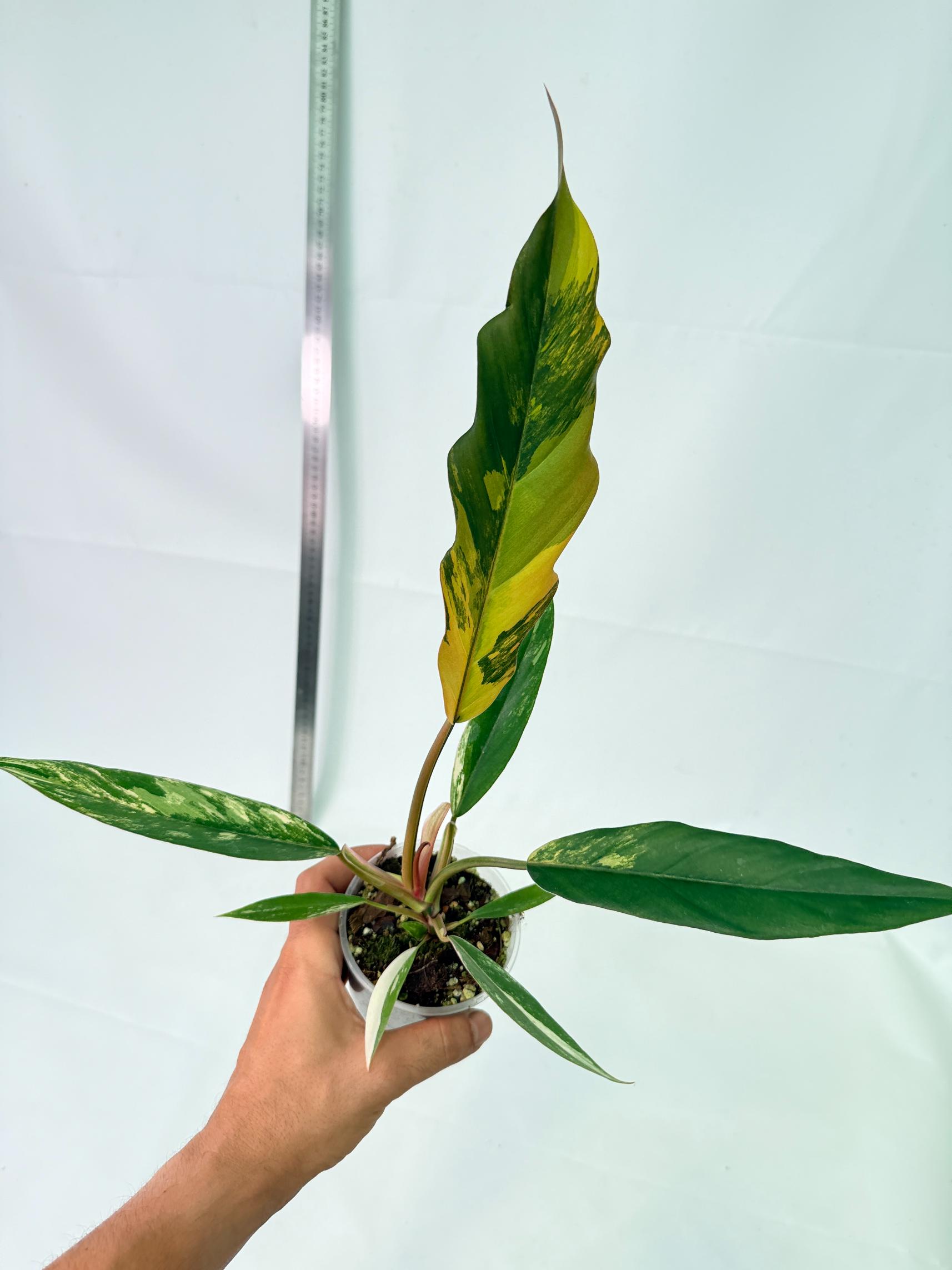 Philodendron Caramel Marble 6