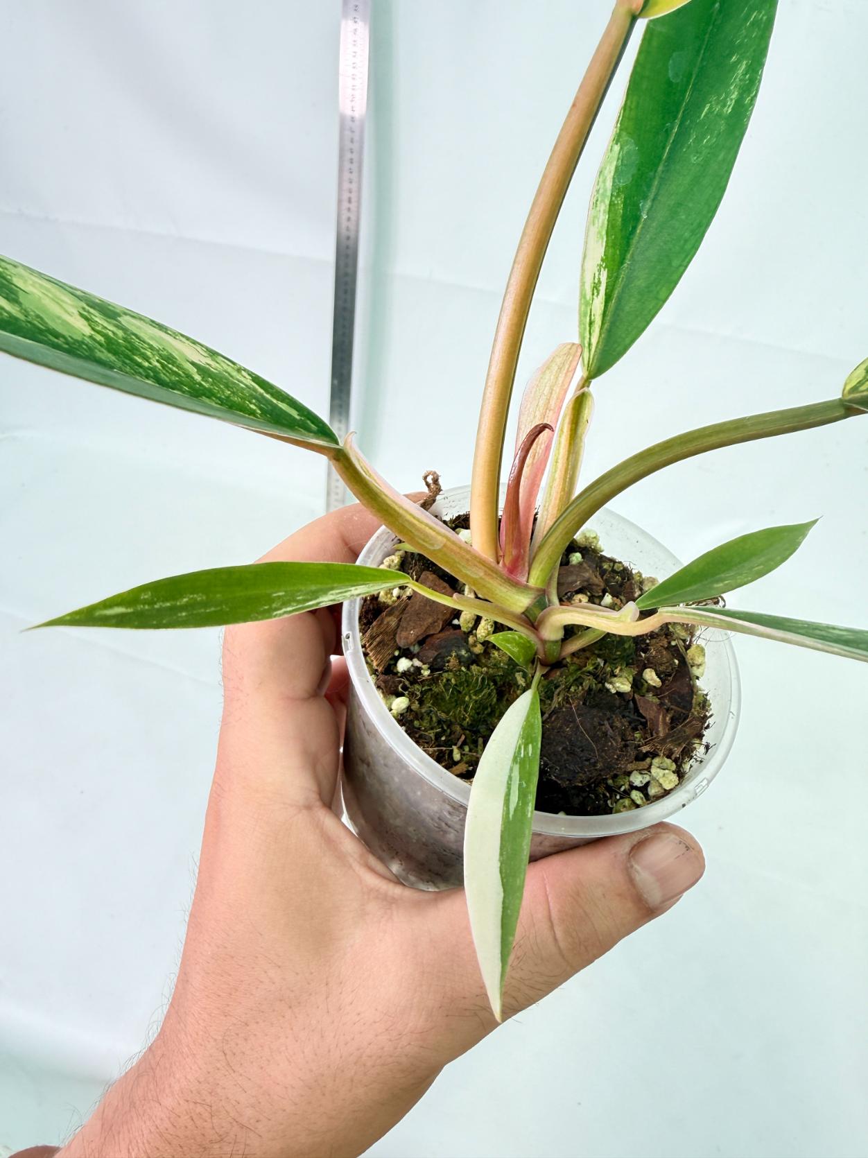 Philodendron Caramel Marble 10