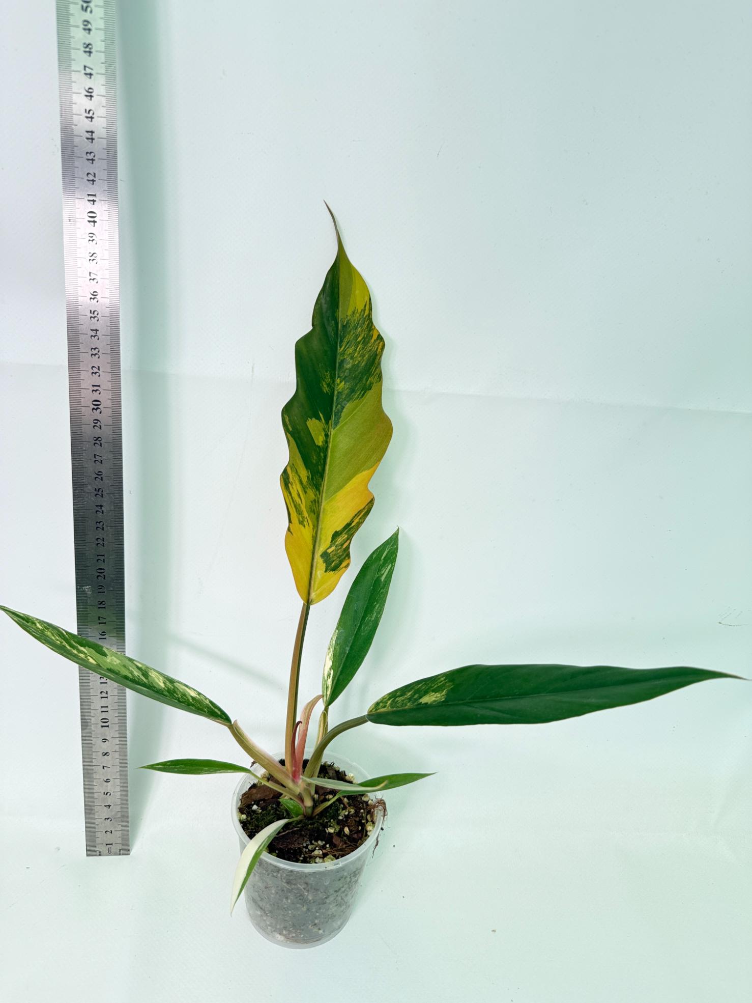 Philodendron Caramel Marble 1