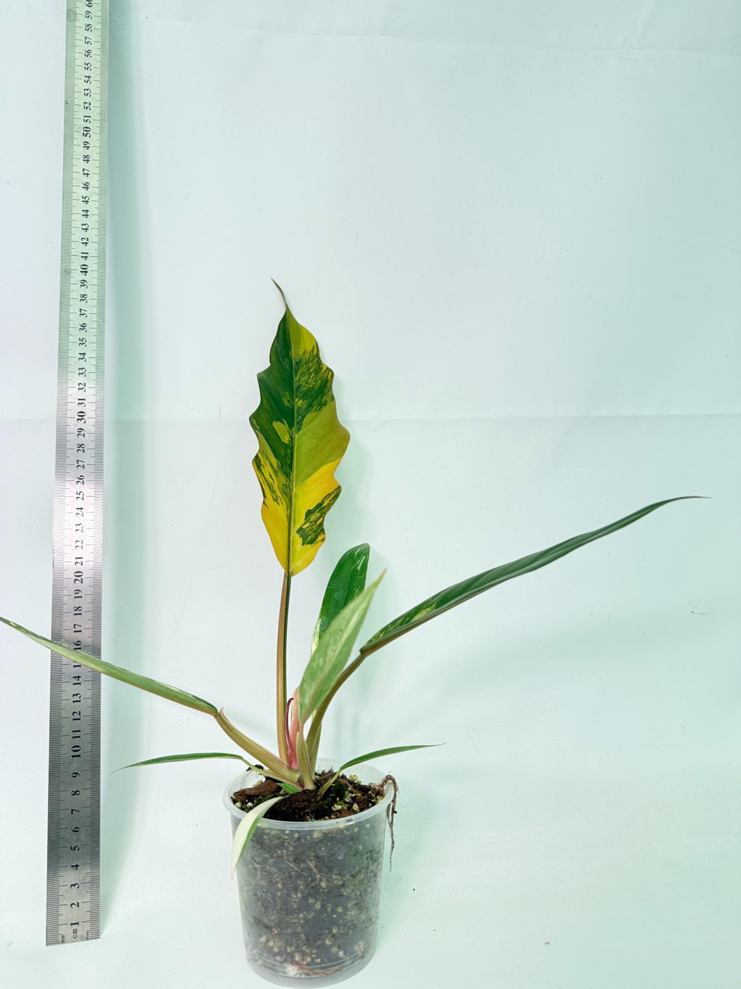Philodendron Caramel Marble 8