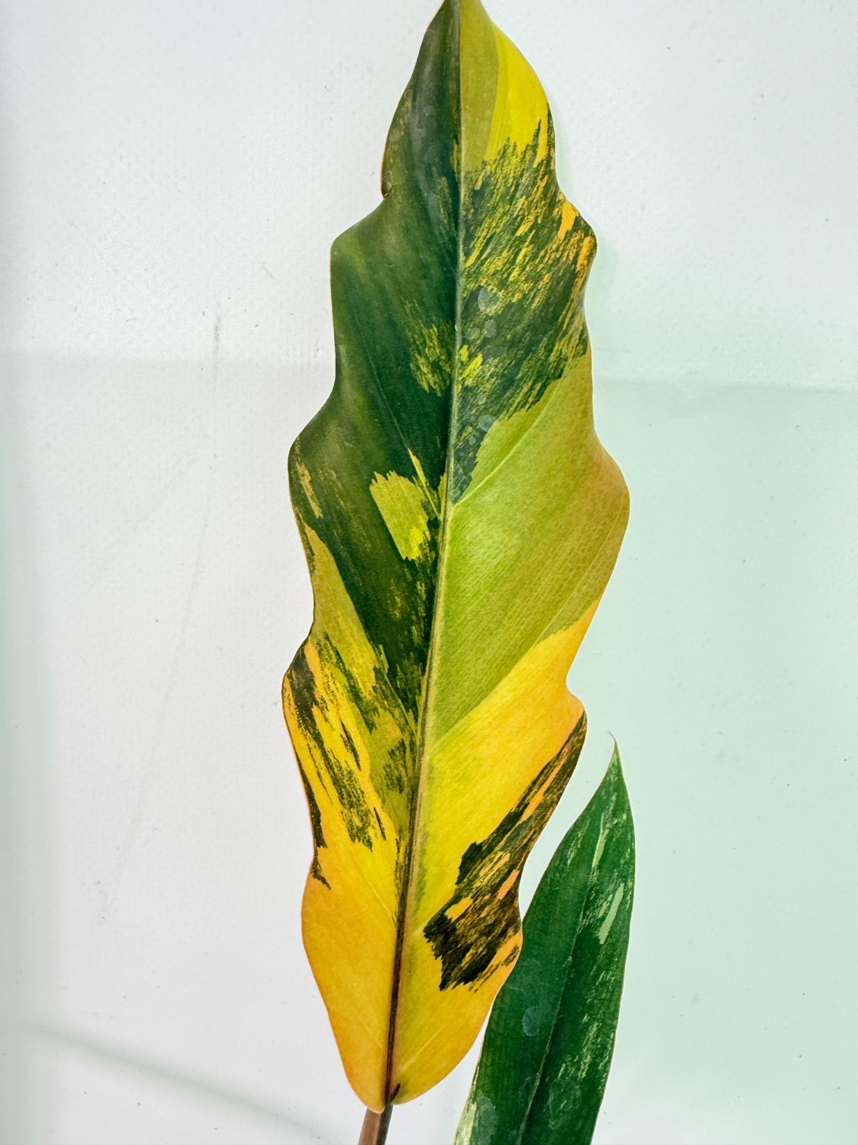Philodendron Caramel Marble 5