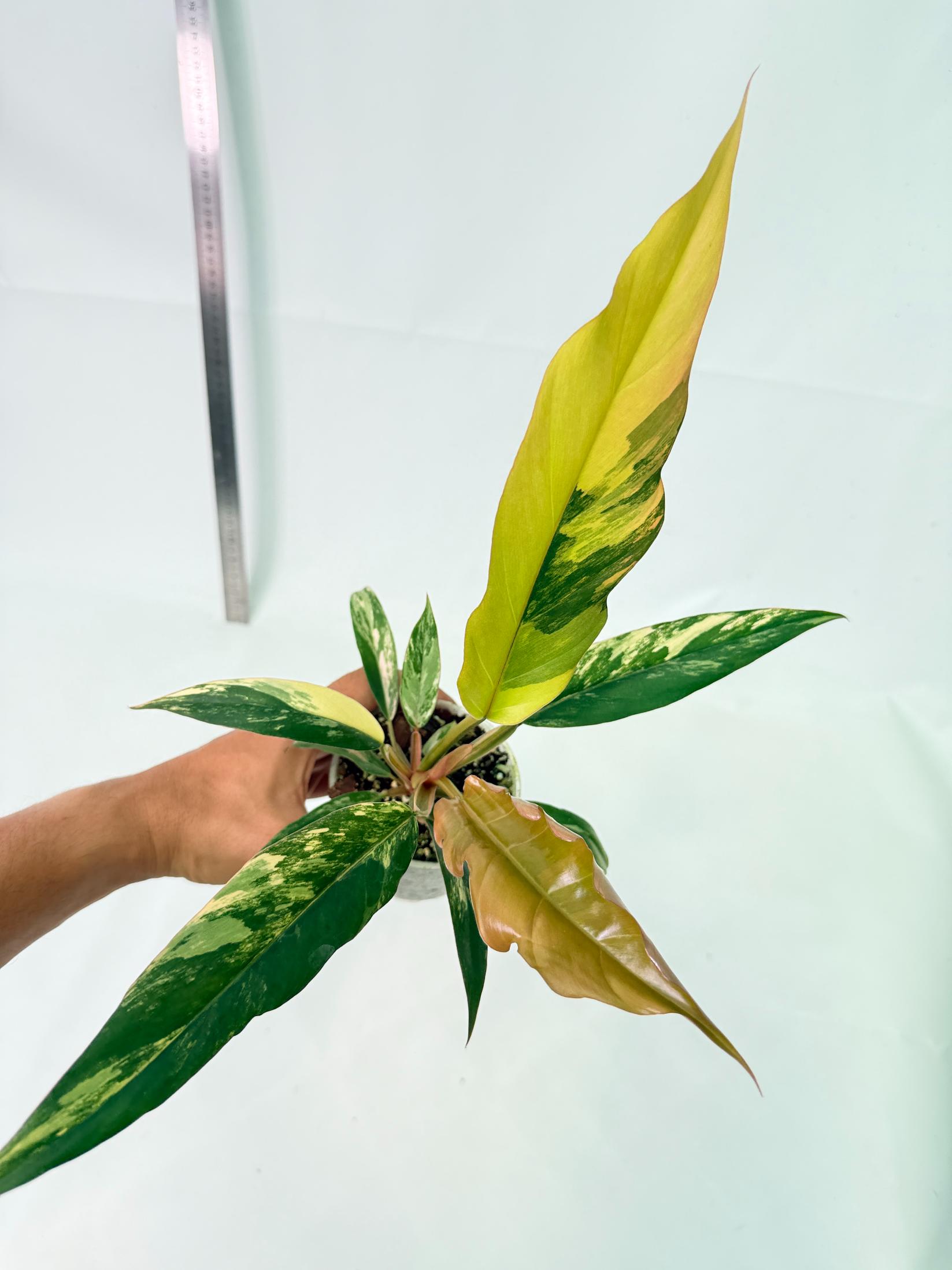 Philodendron Caramel Marble 11