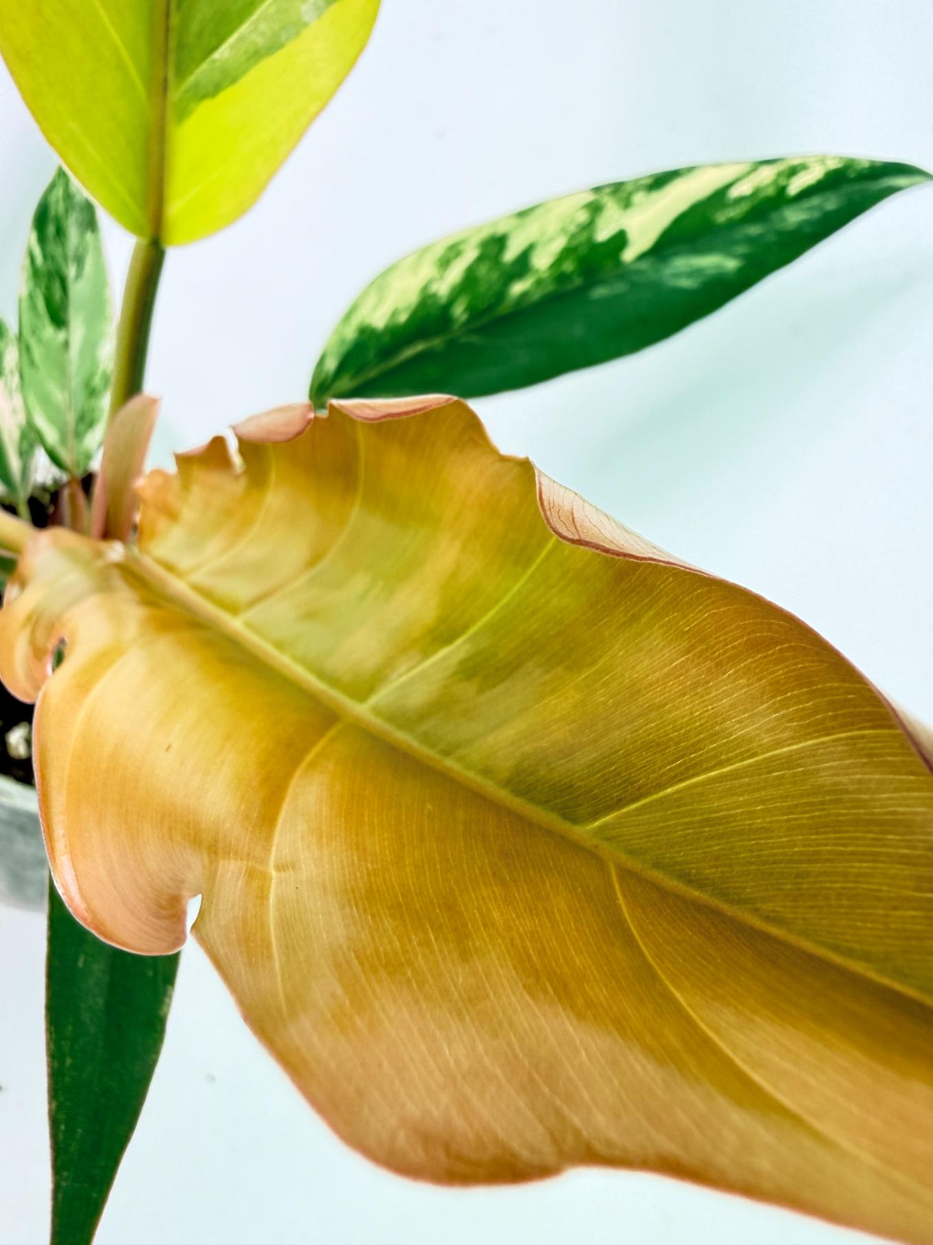 Philodendron Caramel Marble 2