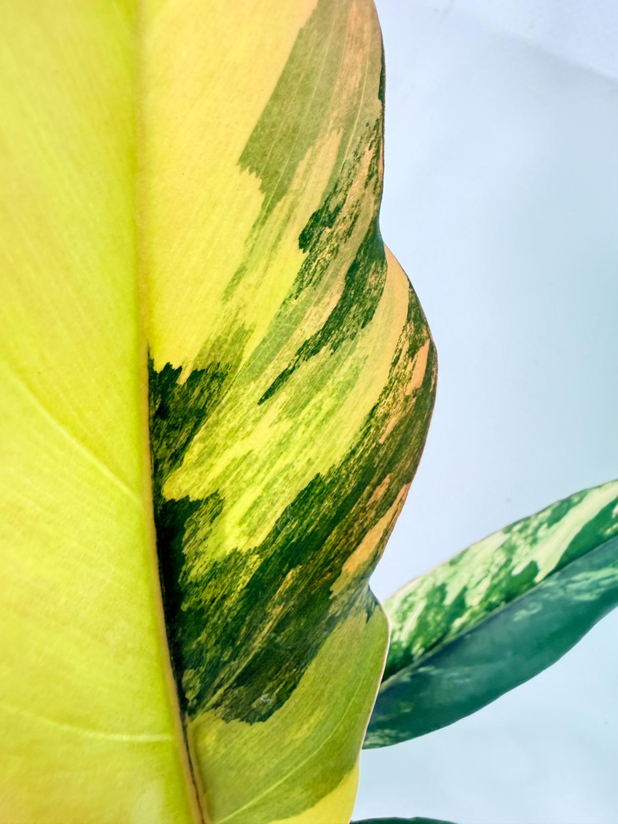 Philodendron Caramel Marble 12